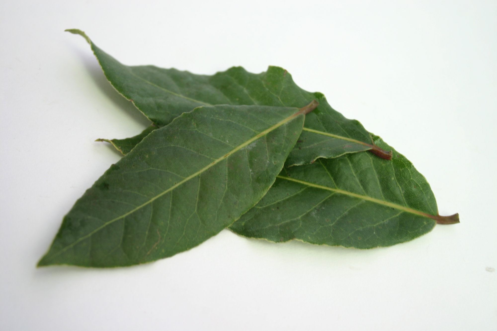 Bay Leaves