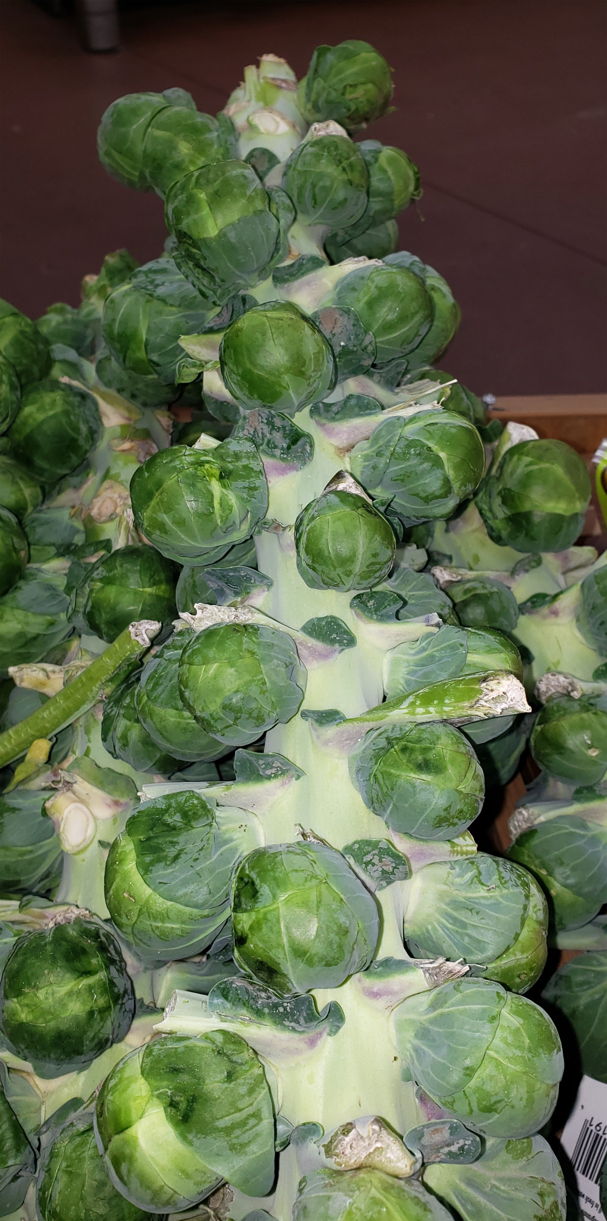 Brussels Sprouts — Stalk