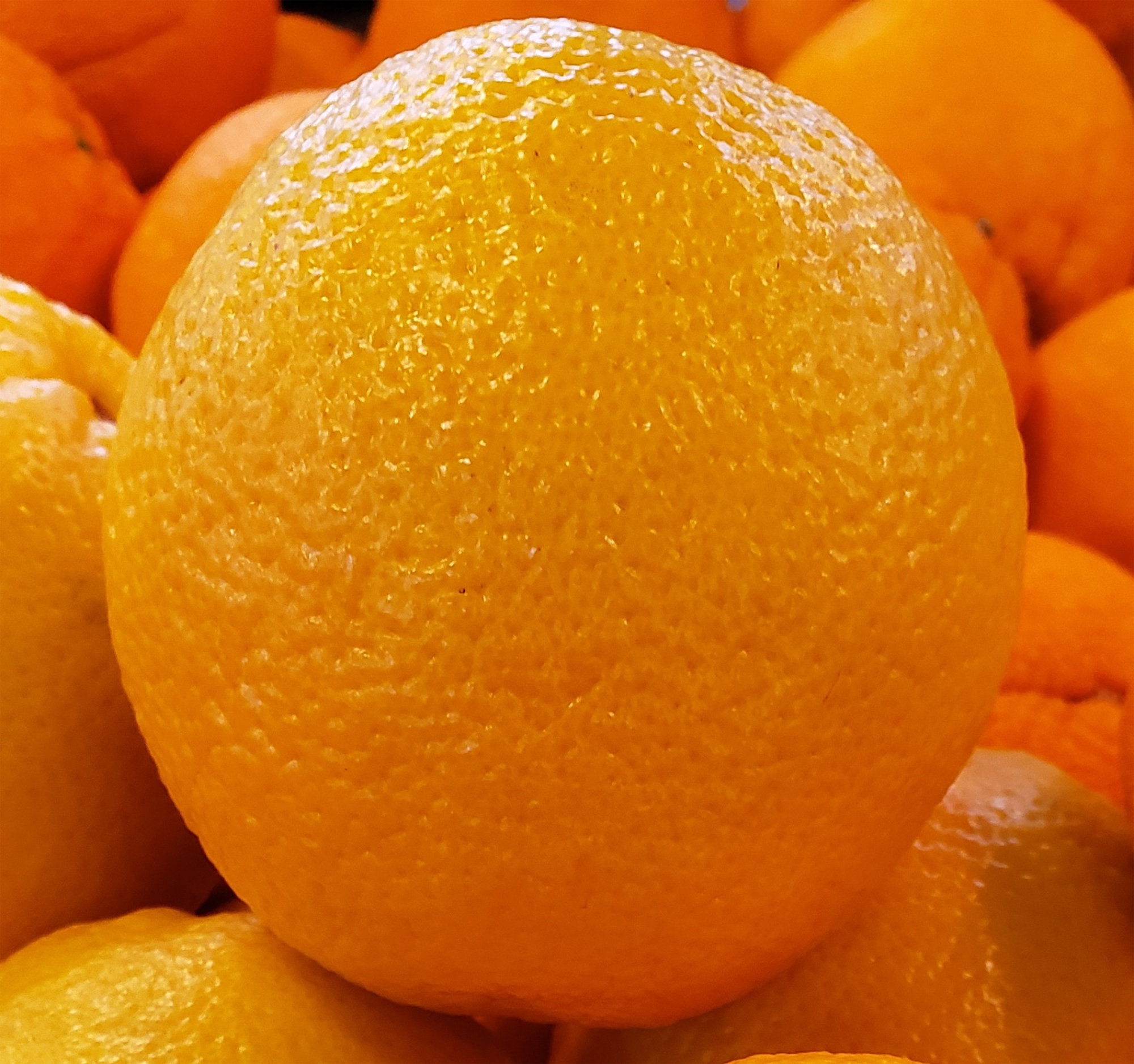 Oranges — Valencia