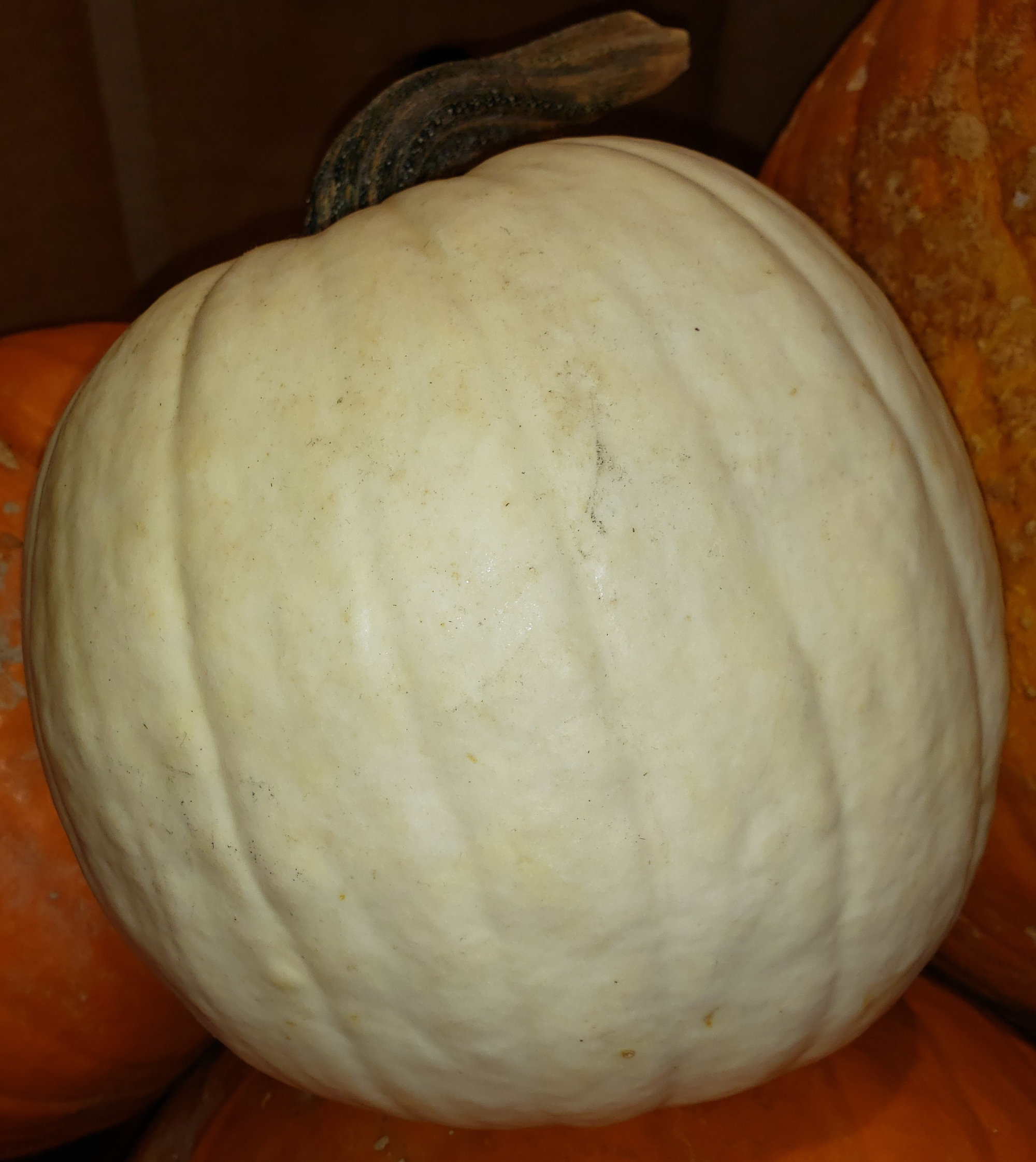 Pumpkin — White