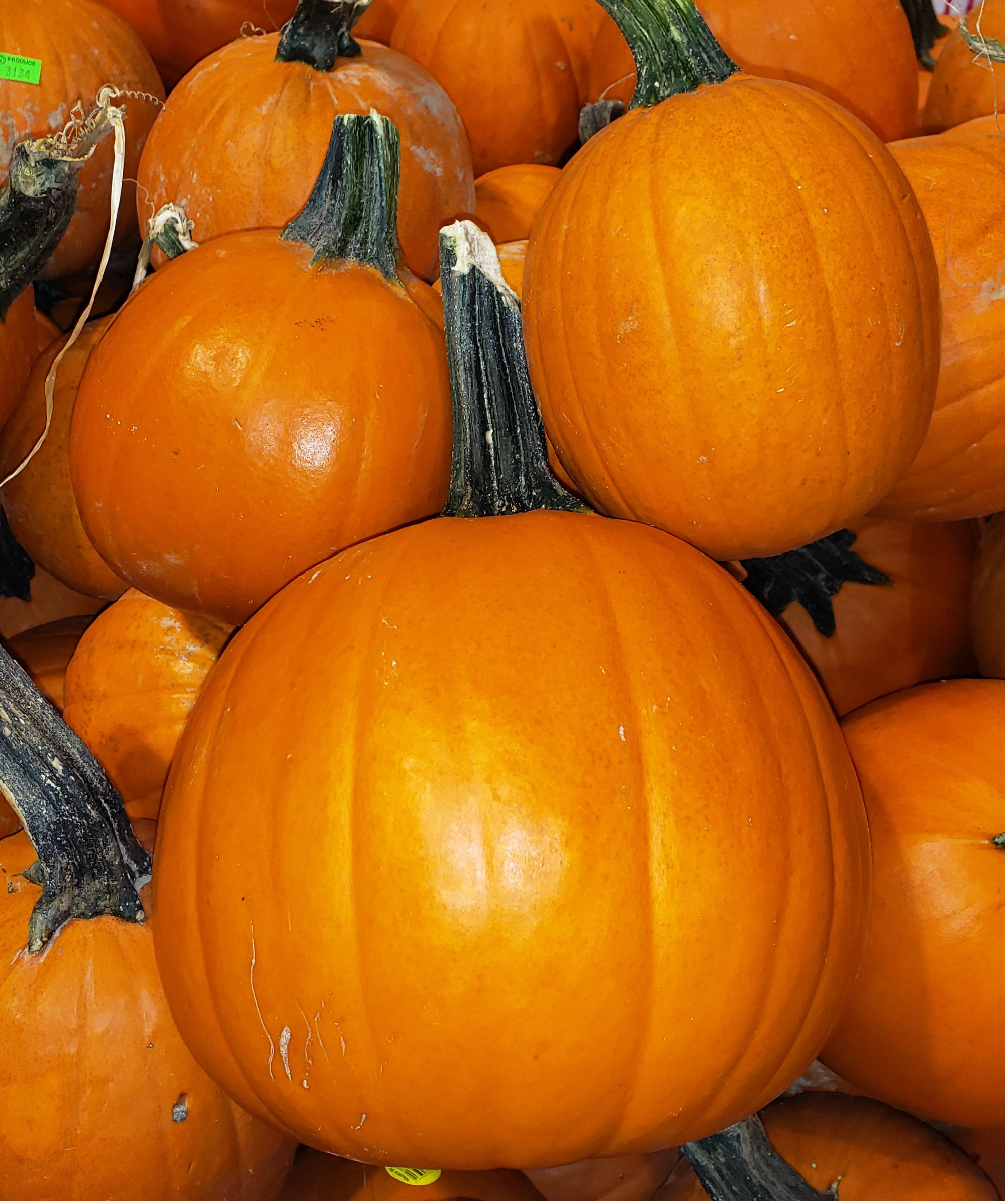 Pumpkin — Pie Pumpkin