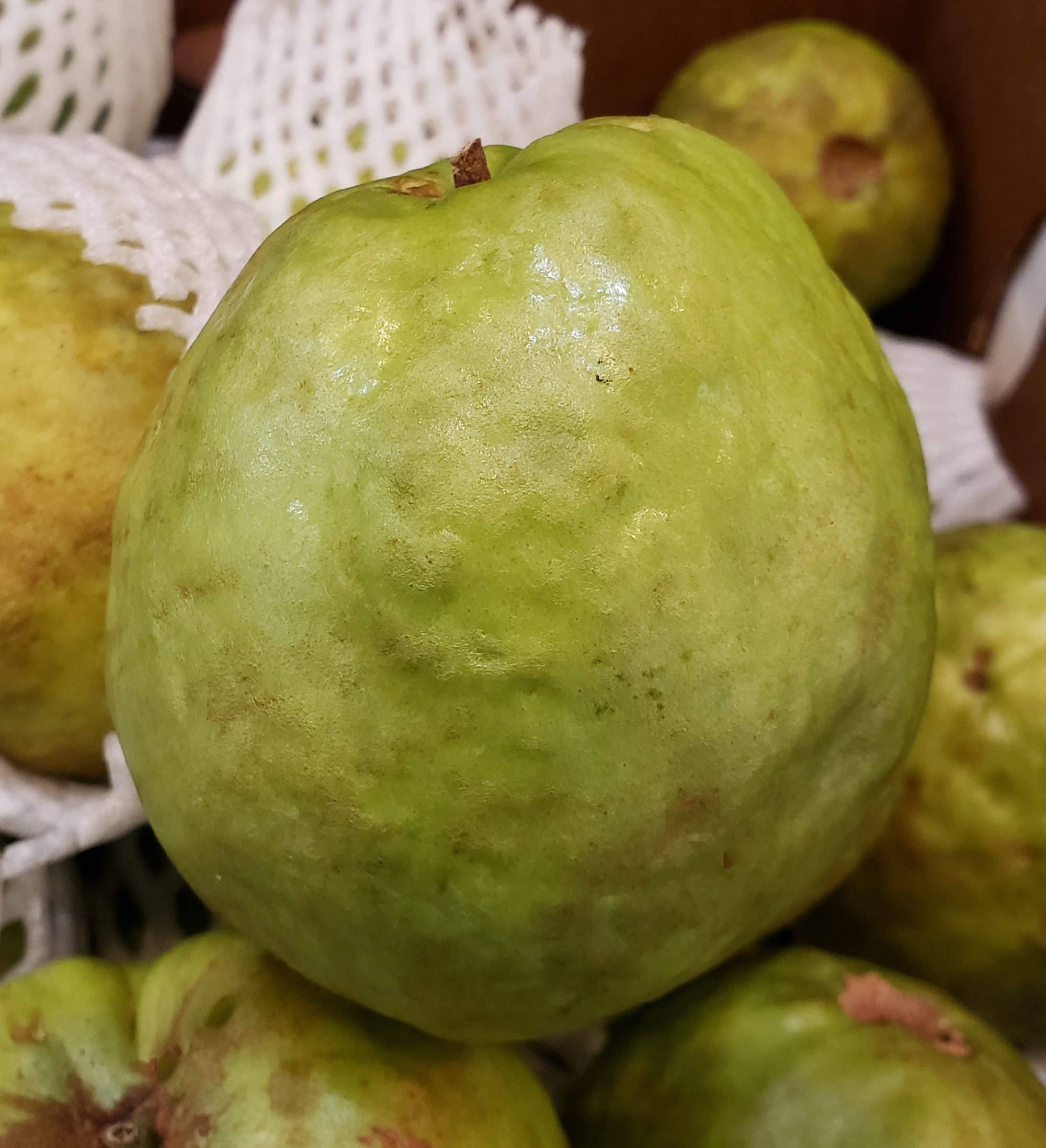 Sapote — White