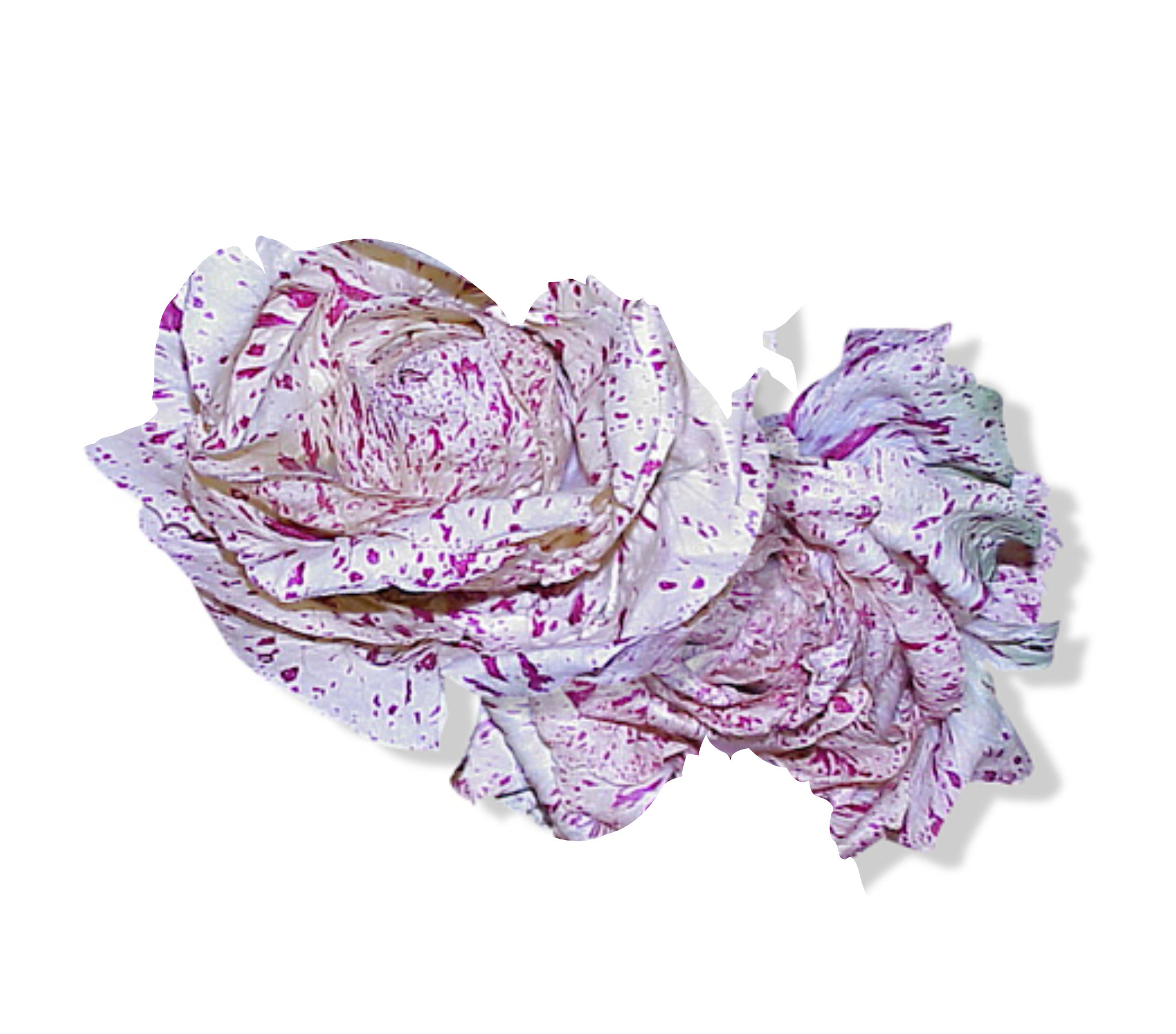 Radicchio — Castlefranco