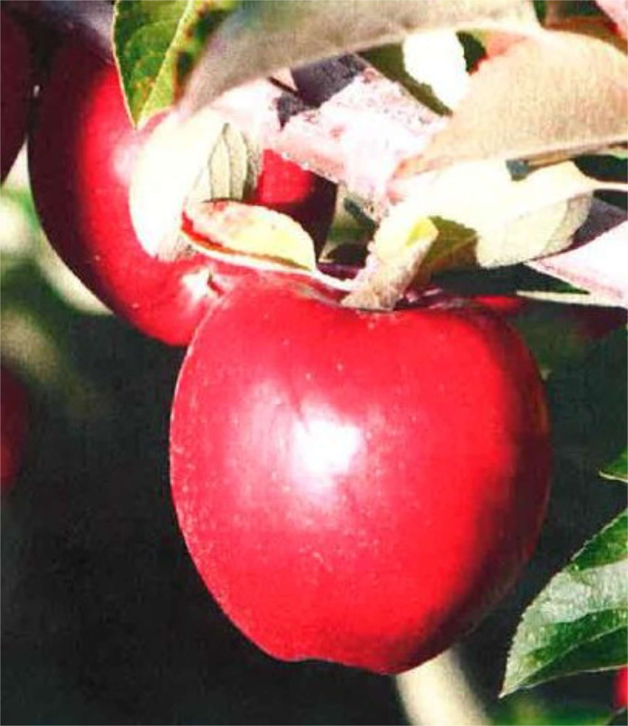 Apples — Redfield