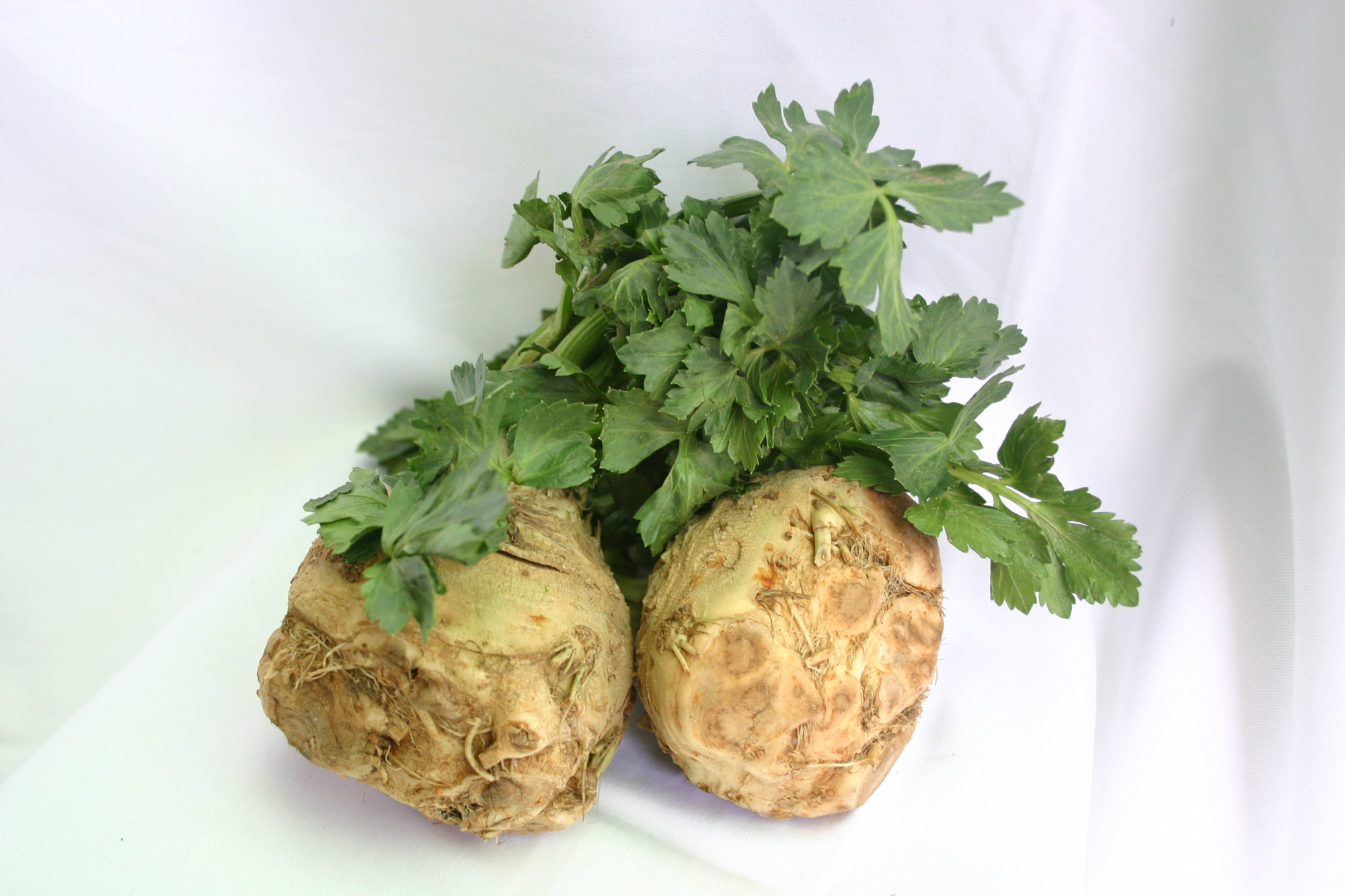 Celery Root/celeriac — With leaves attached