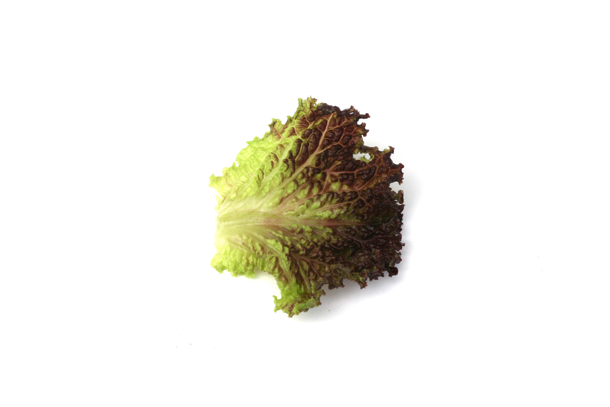 Lettuce — Lollo Rossa/Coral - Red