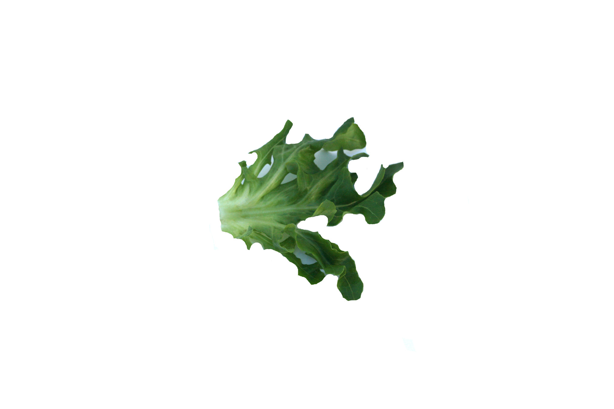 Lettuce — Oak Leaf - Green