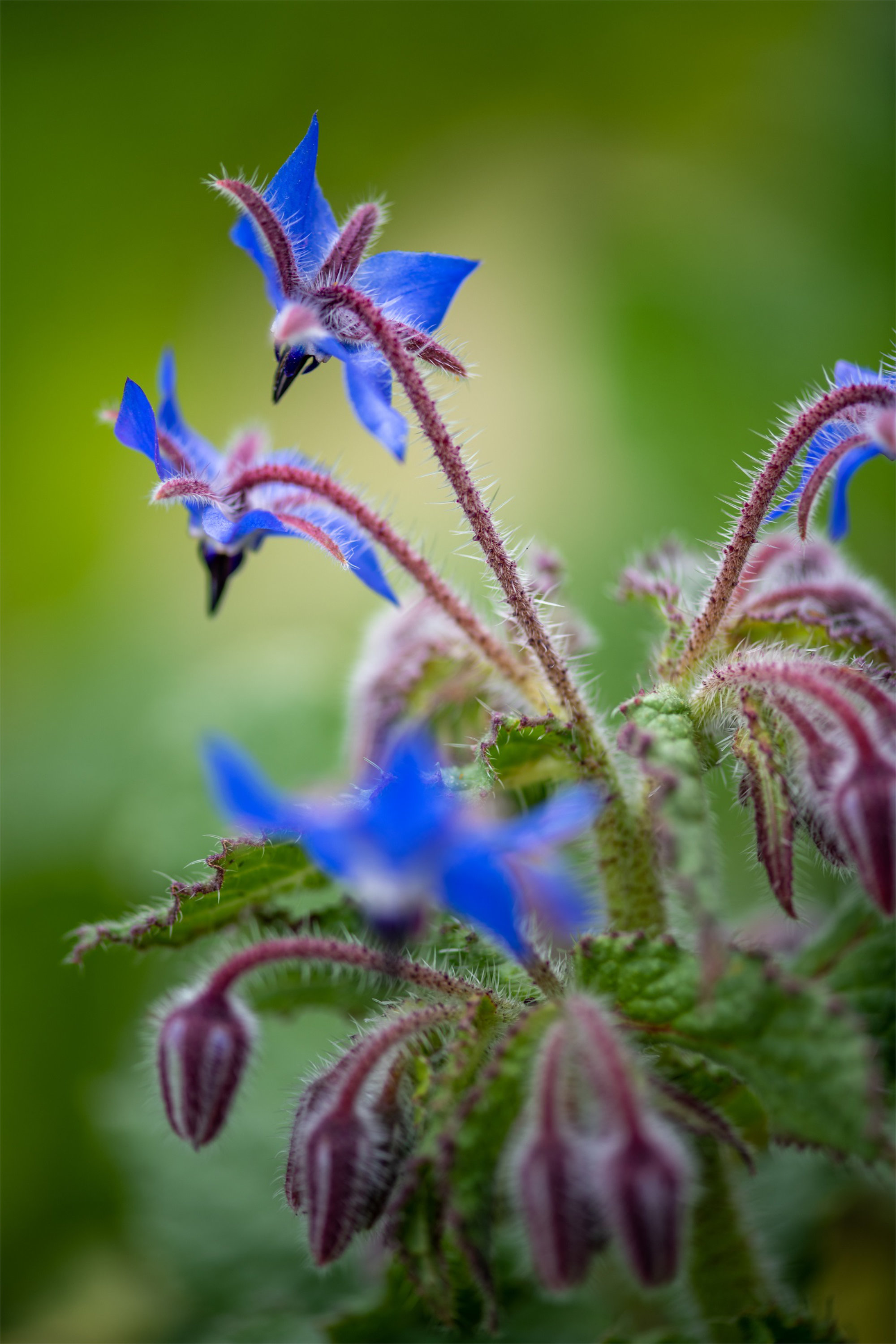 Borage