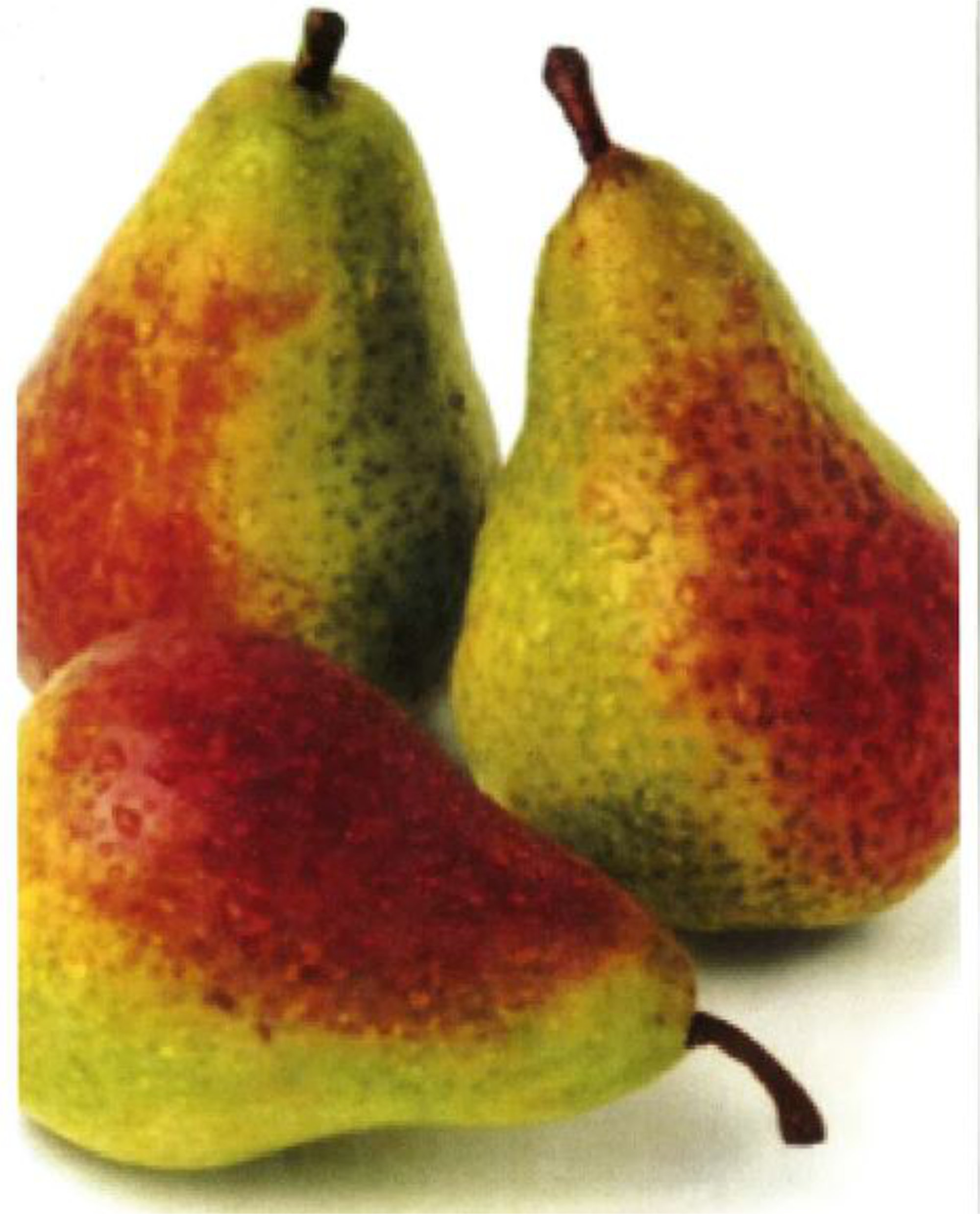 Pears — Belle du Jumet