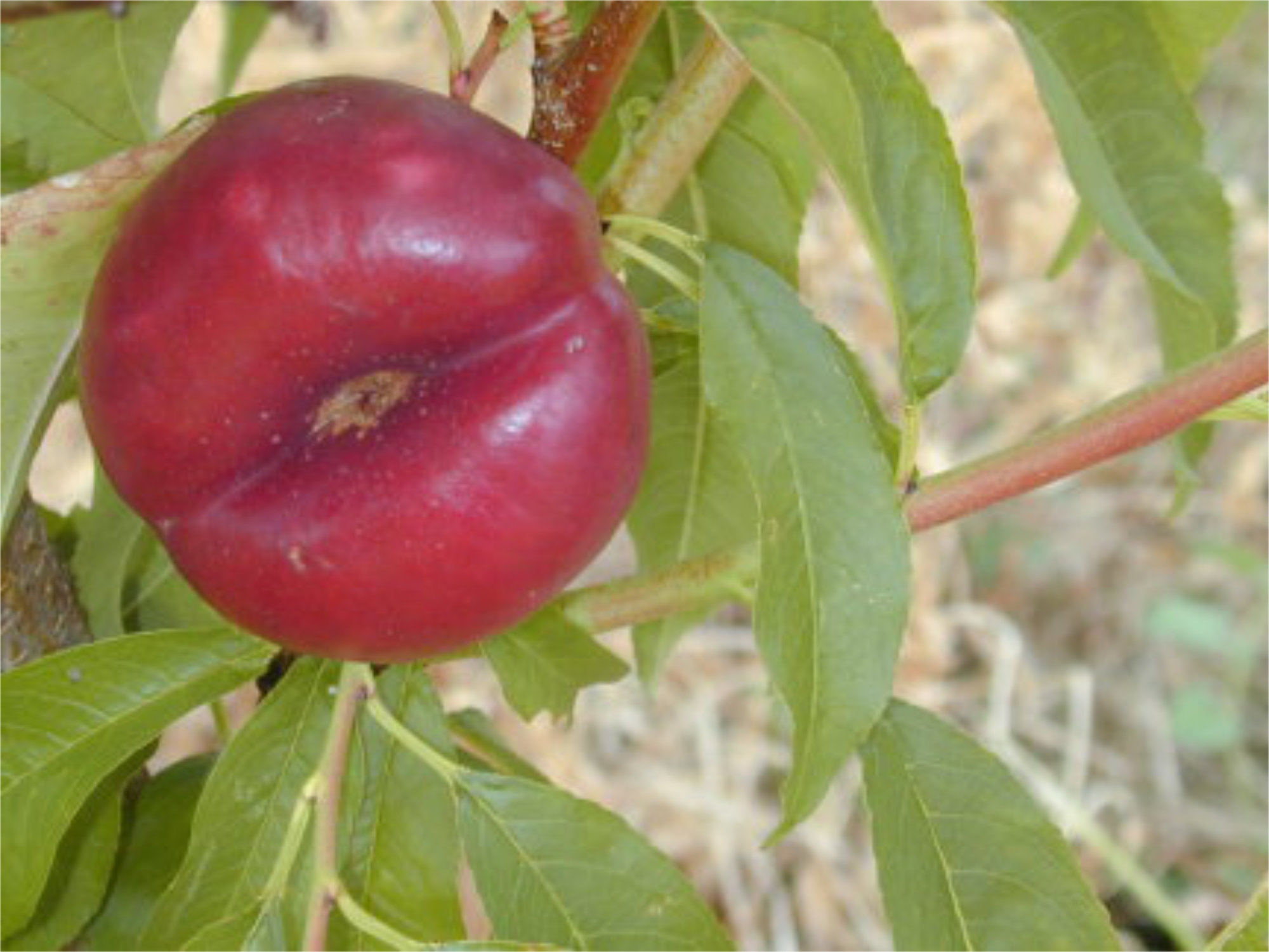 Nectarine — Flat Yellow