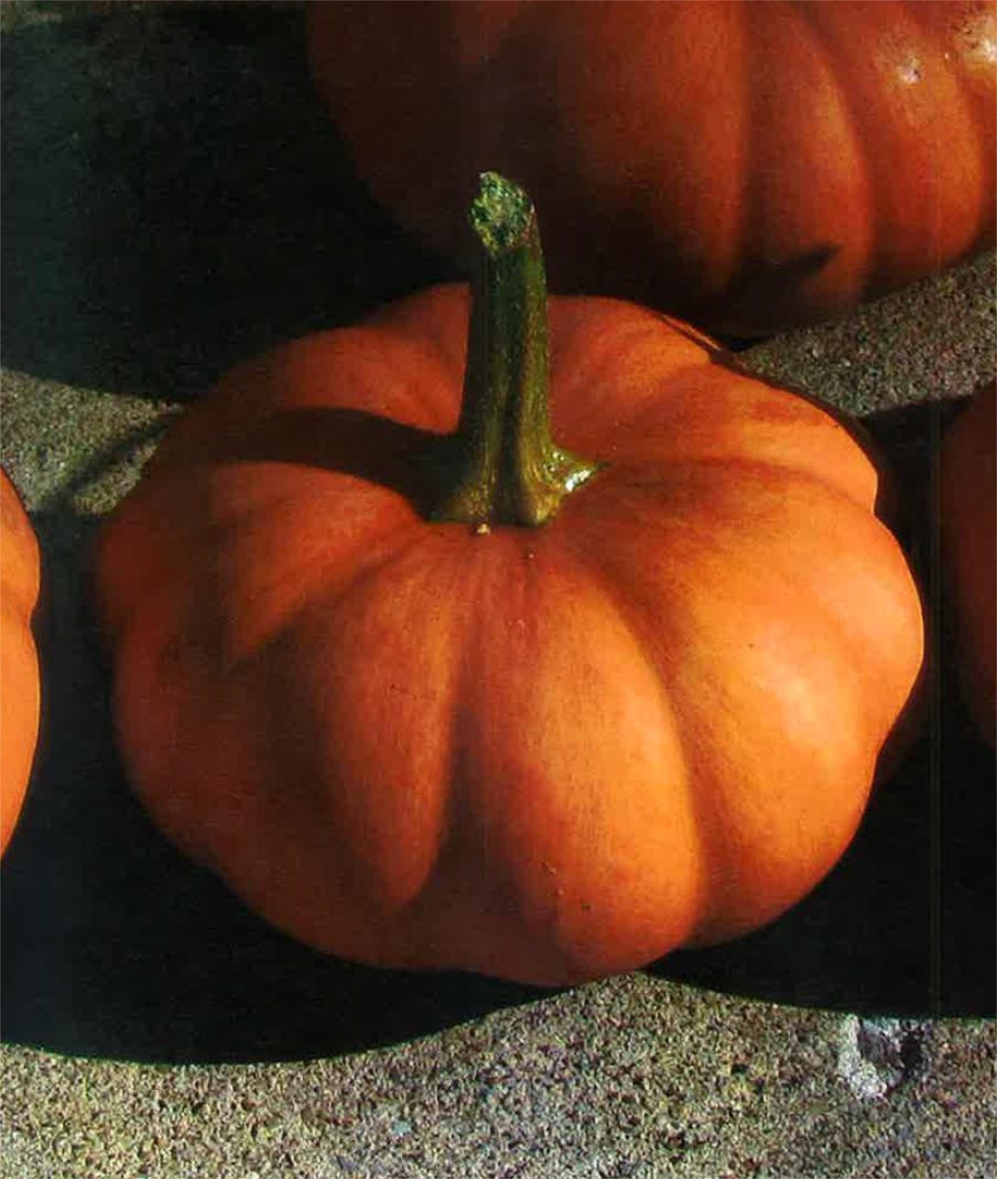 Squash — Butterkin