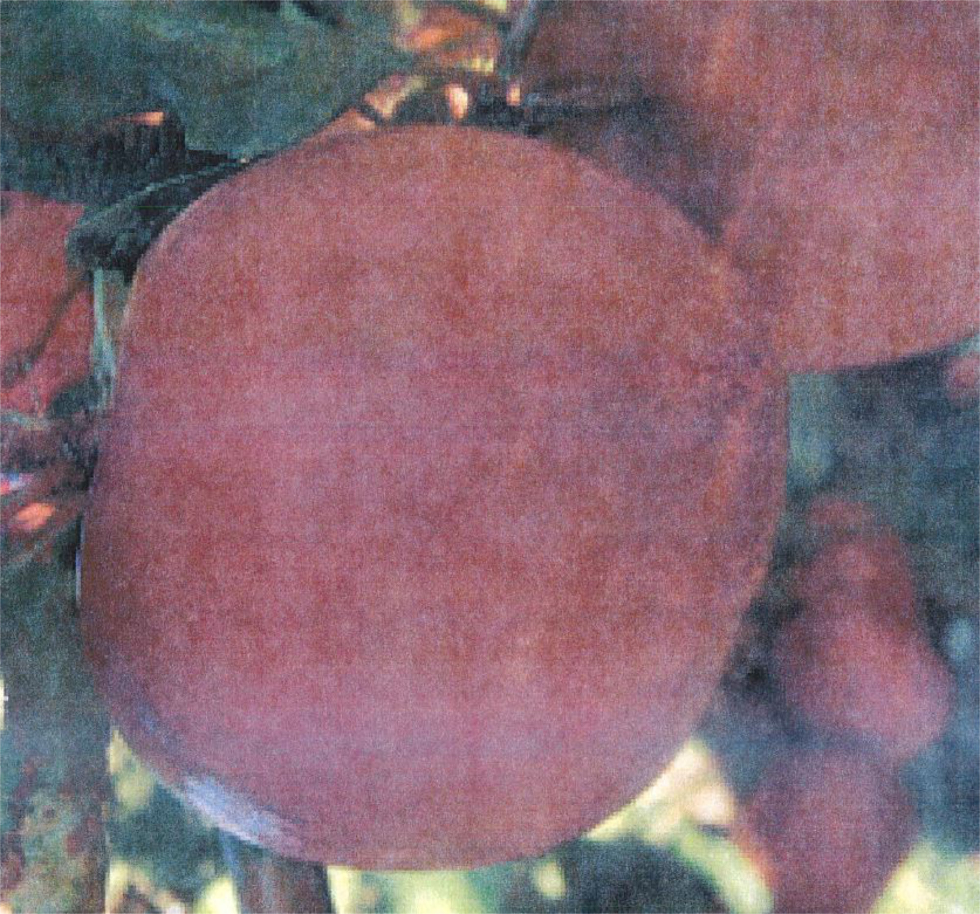 Apples — New York 1