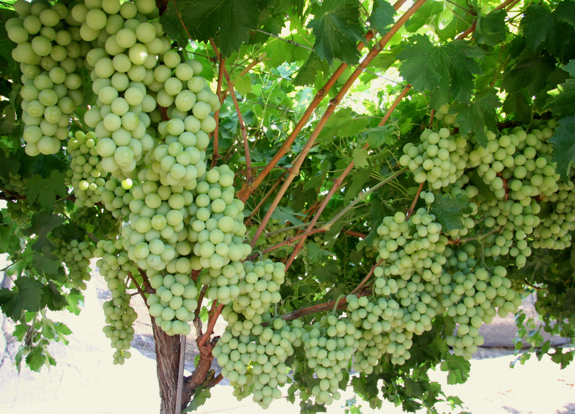 Grapes — Sugrathirtyfive