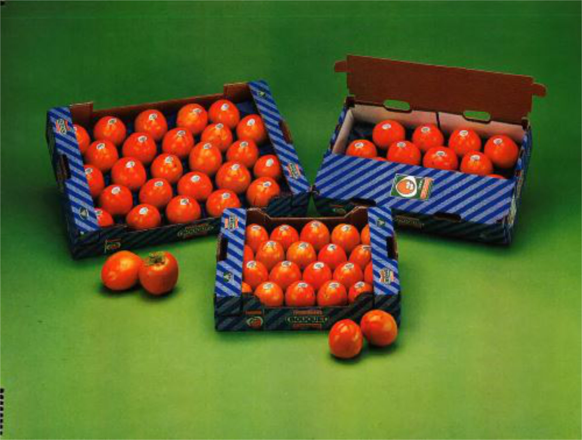 Persimmon — Shiny Red