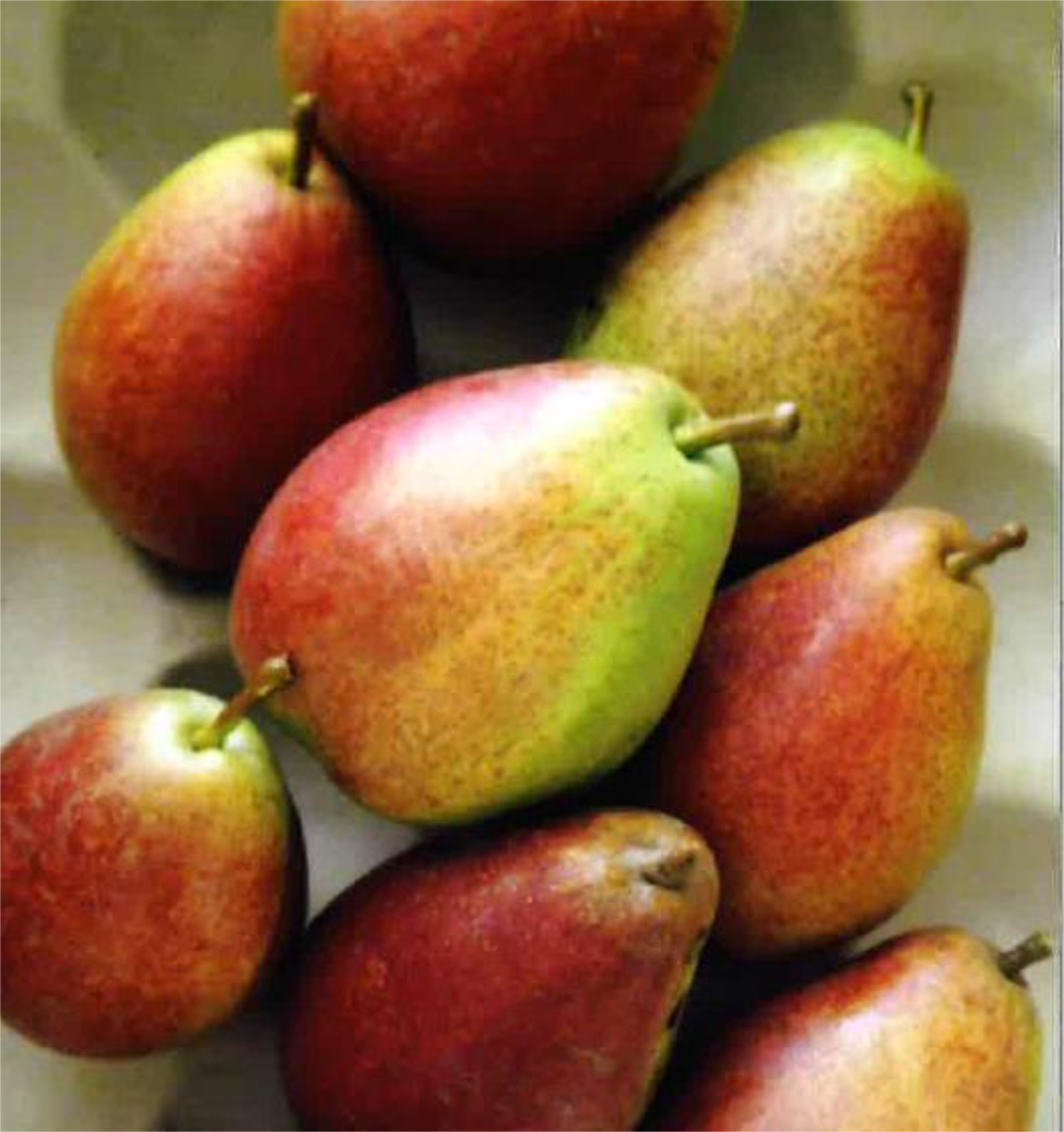 Pears — Cape Rose