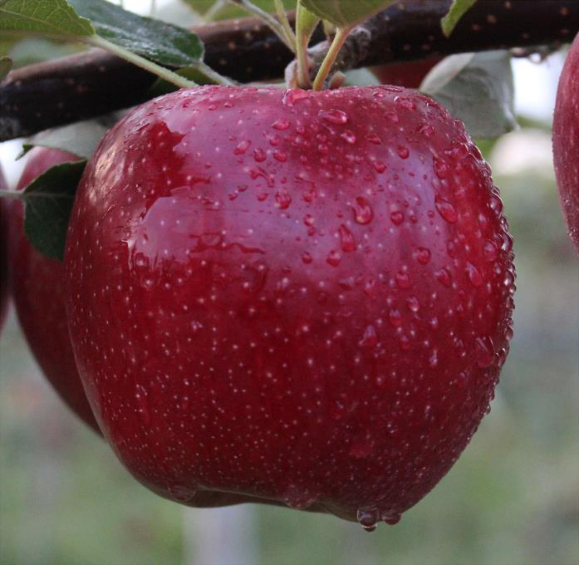 Apples — Regal 13-82