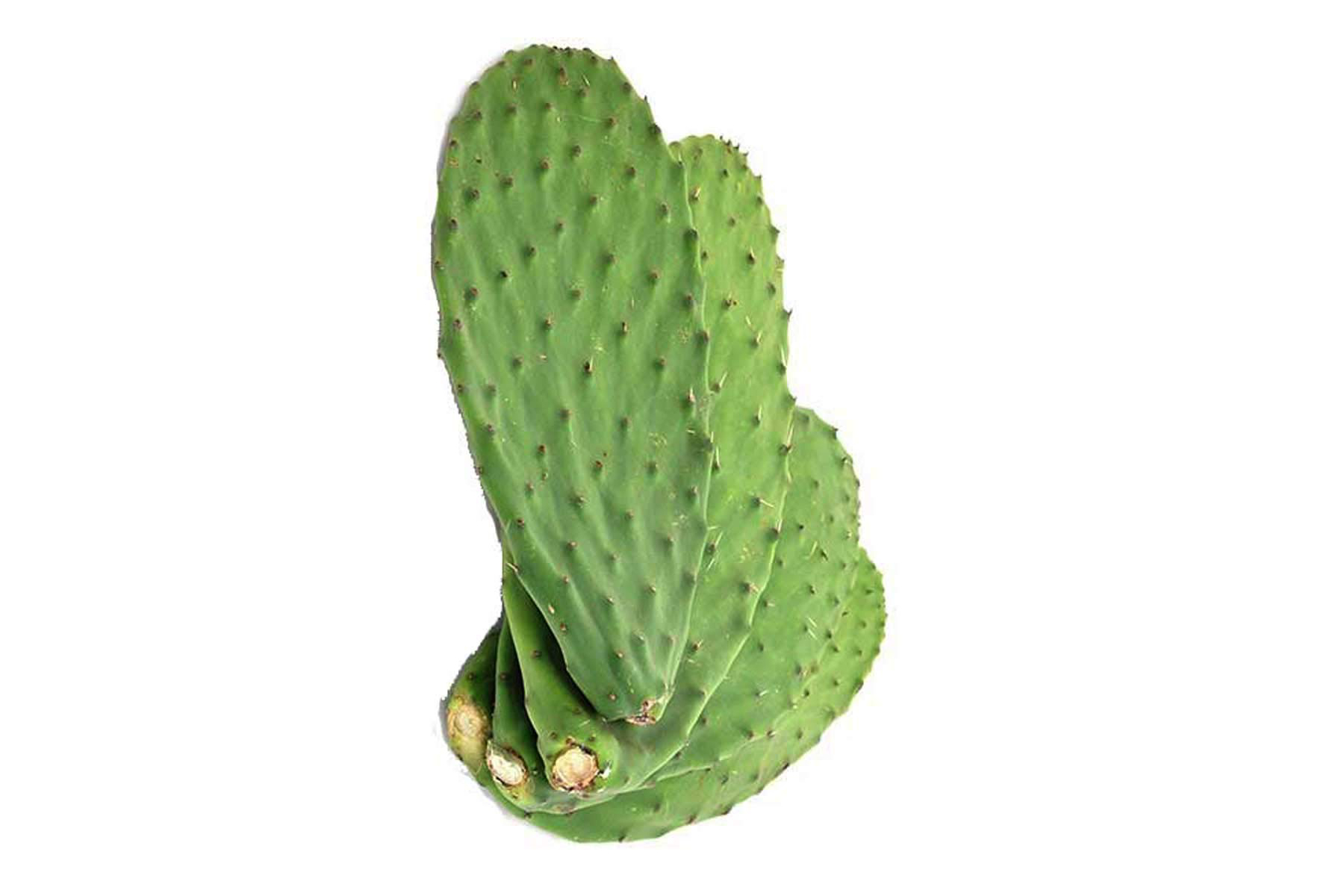 Cactus Leaves (Nopales/cactus Pads) — Baby