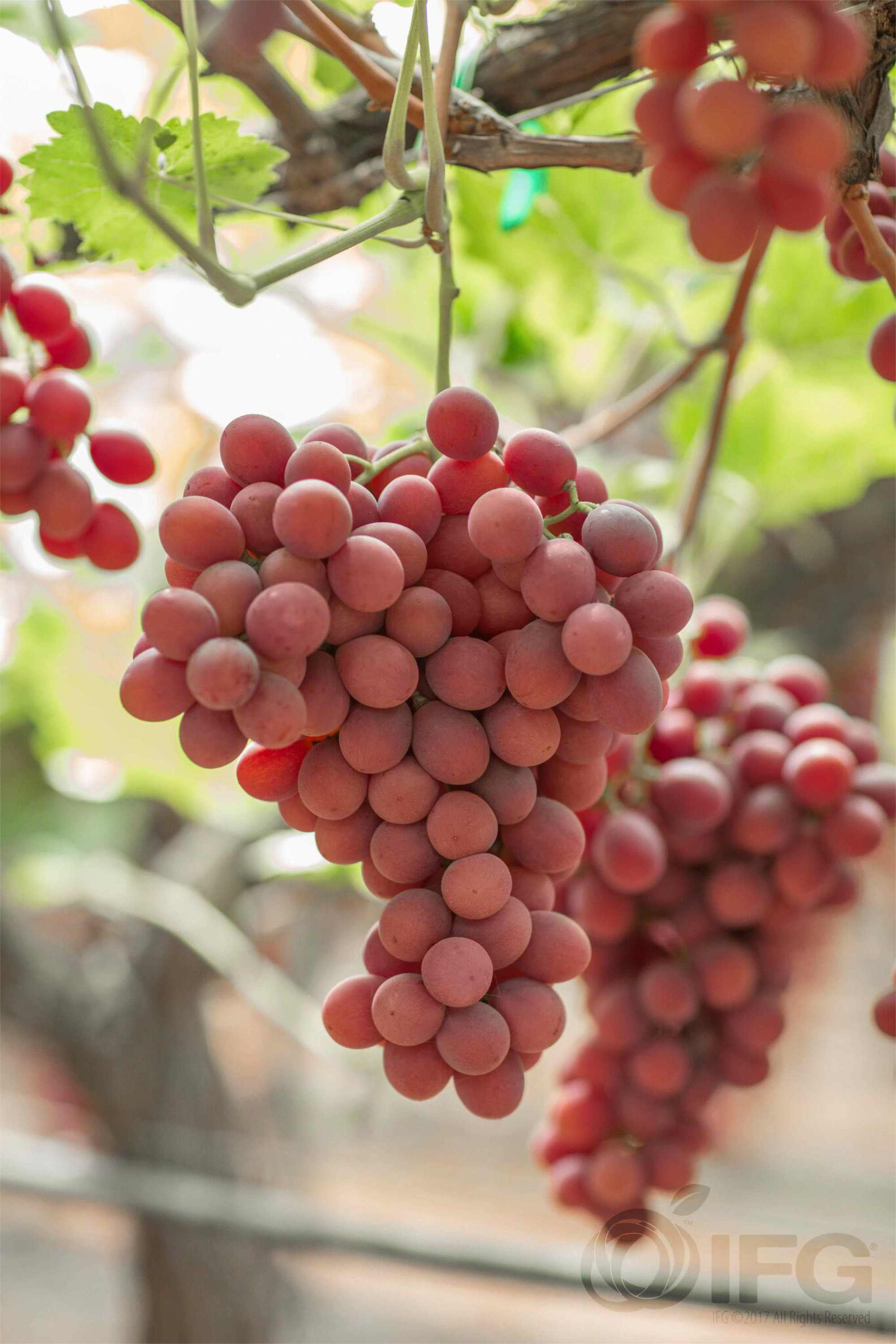 Grapes — IFG Core Red Seedless