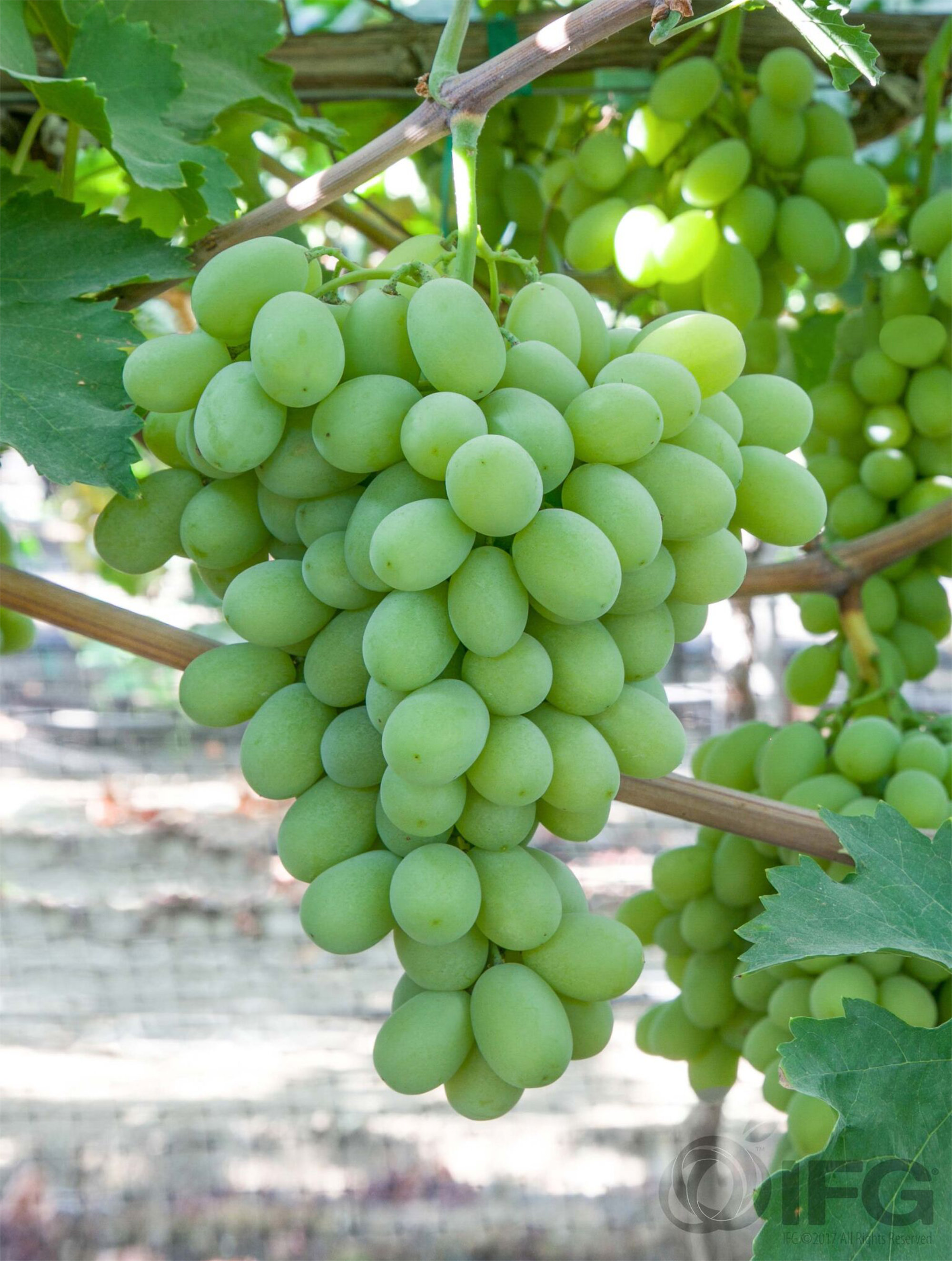 Grapes — IFG Core Green Seedless