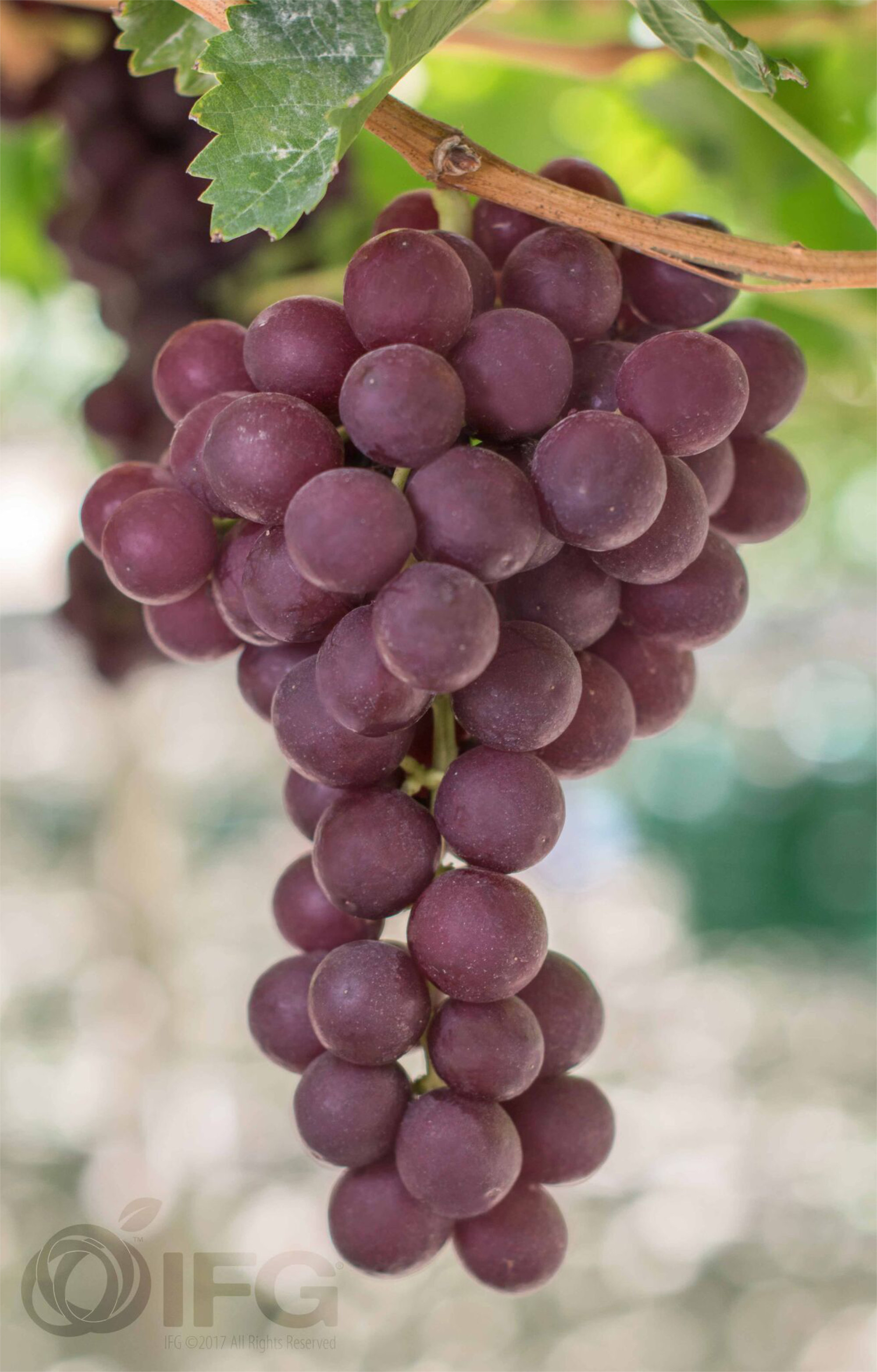 Grapes — IFG Novelty Red Seedless