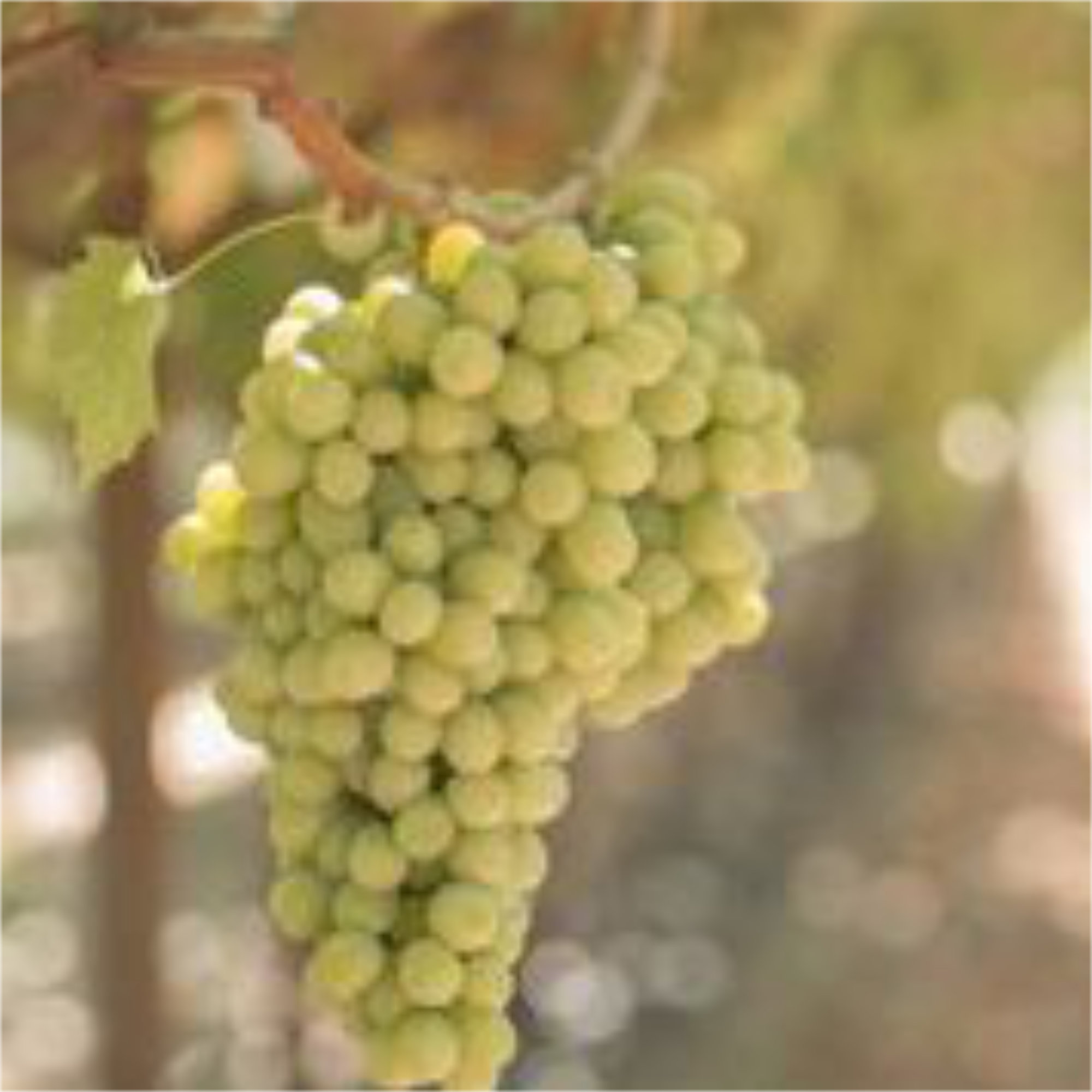 Grapes — IFG Novelty Green Seedless