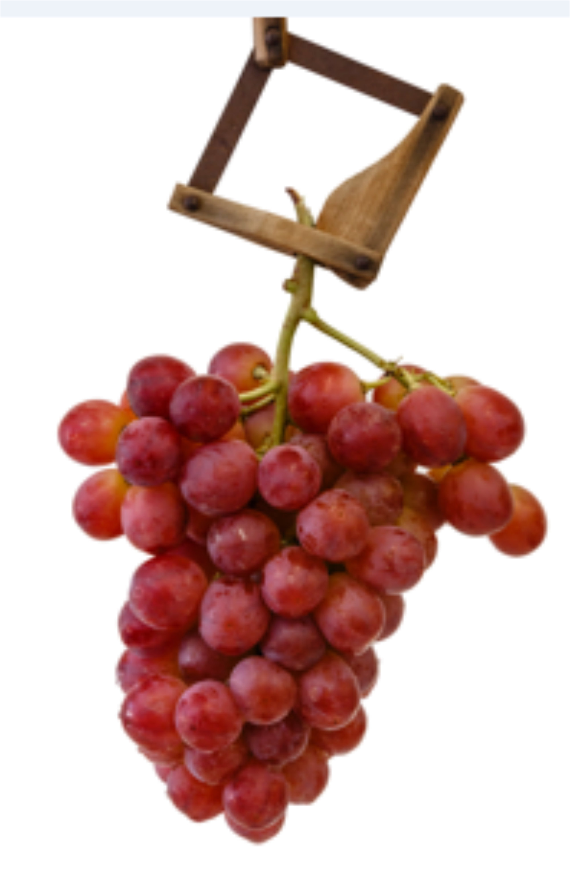 Grapes — ARRA TWENTYEIGHT