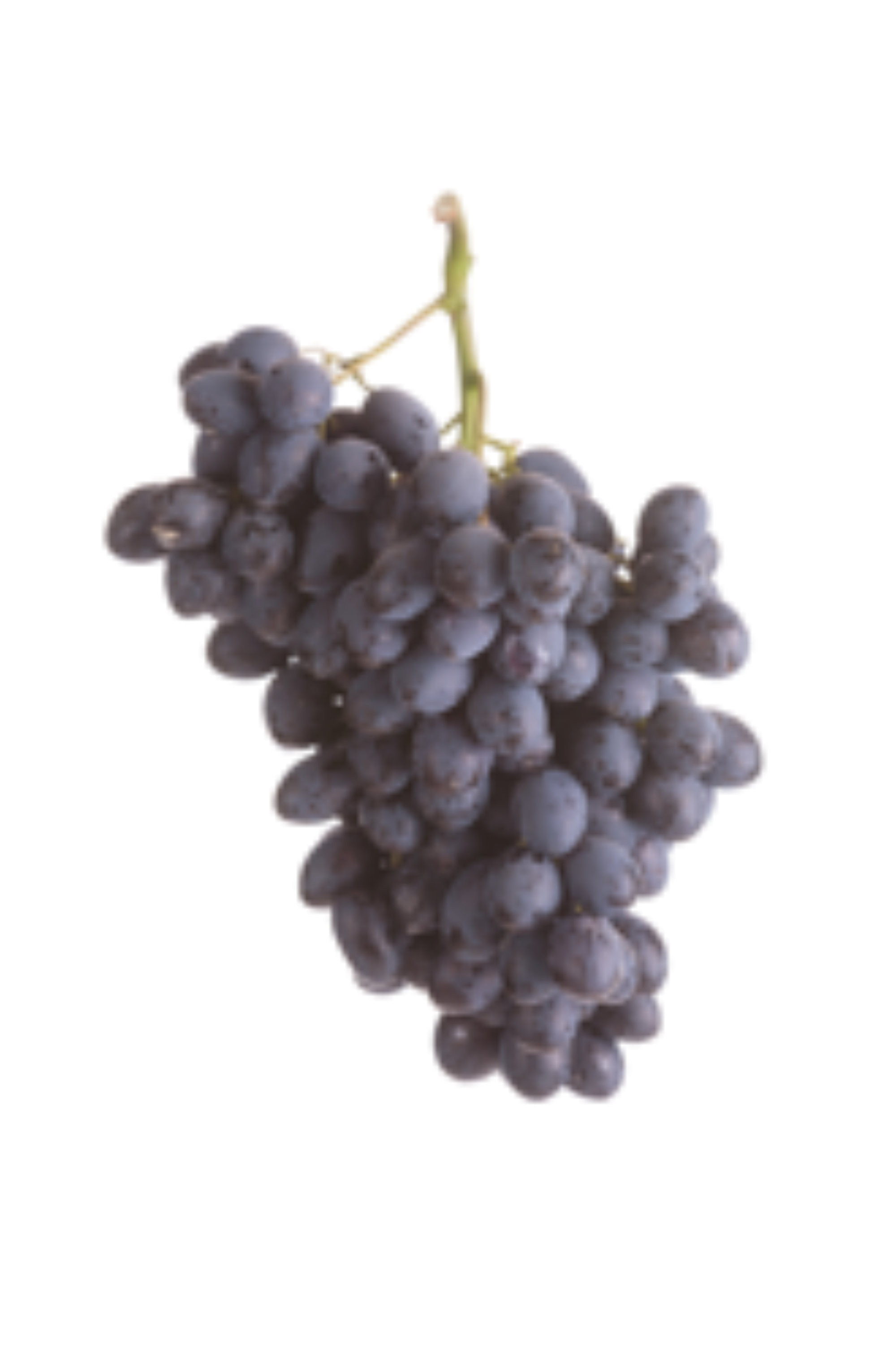Grapes — ARRA THIRTYTWO