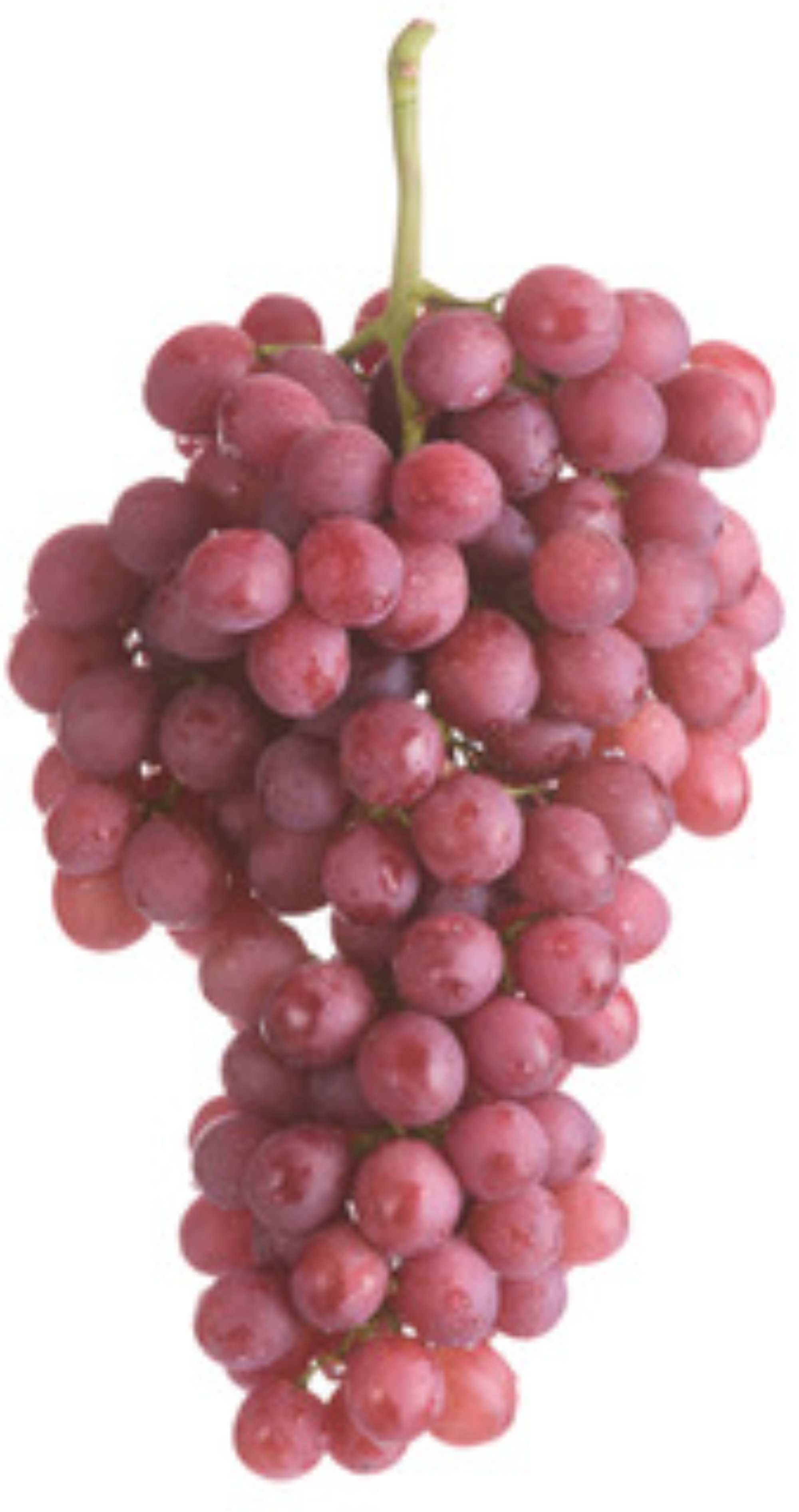 Grapes — Sweet Scarlet