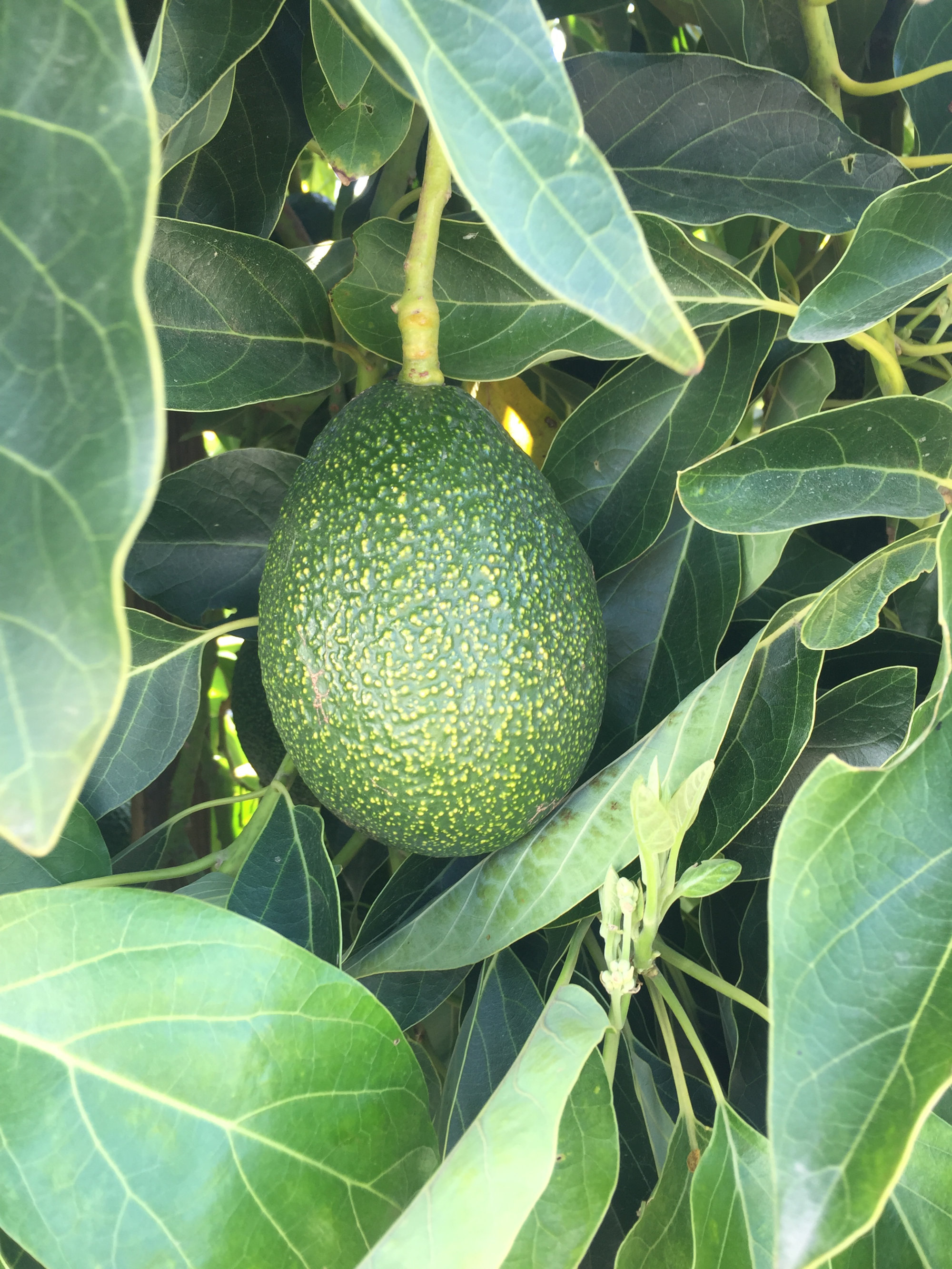 Avocados — GEM