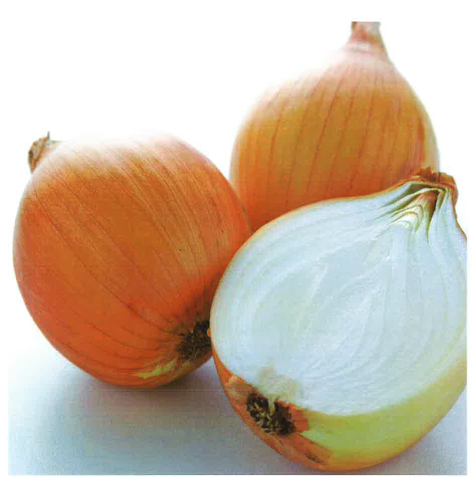 Onions — SK-20