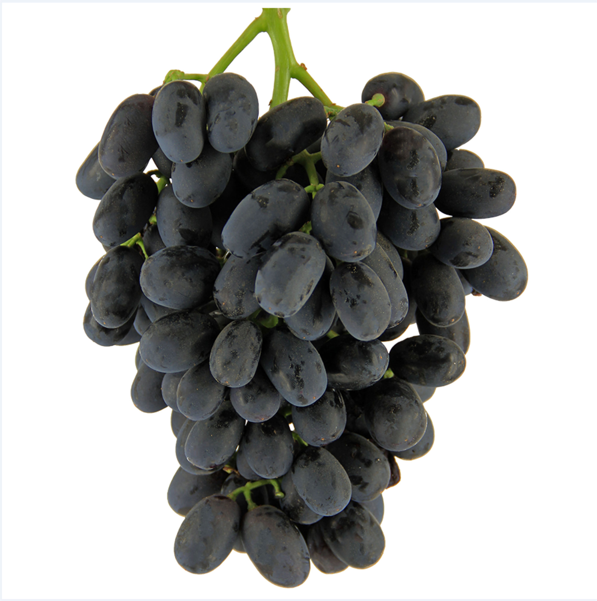 Grapes — Sugra Family Black Seedless
