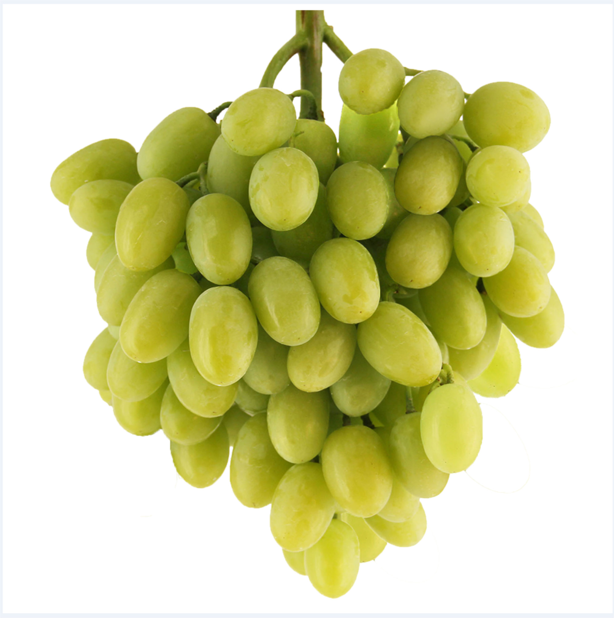 Grapes — Sugra Family Green Seedless