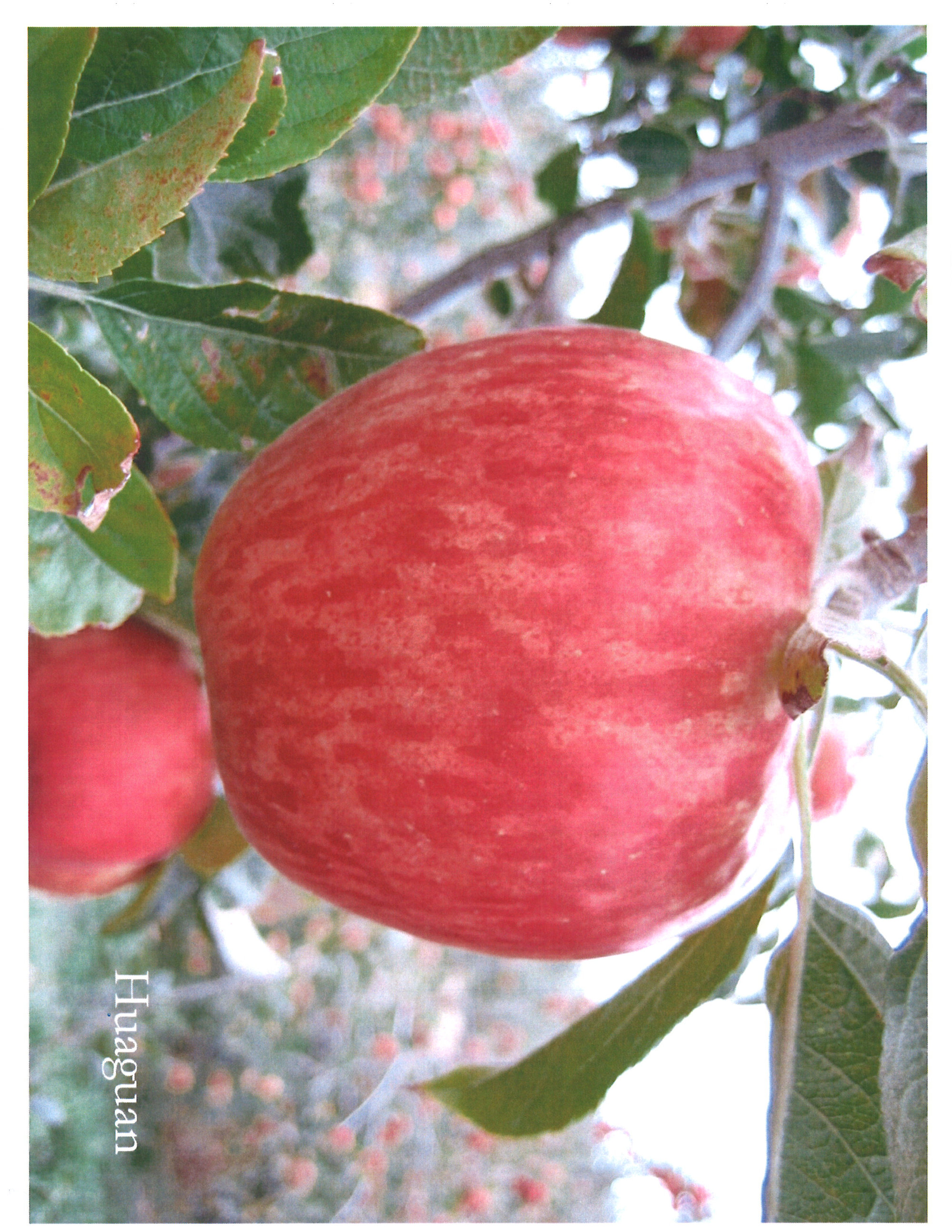 Apples — Huaguan
