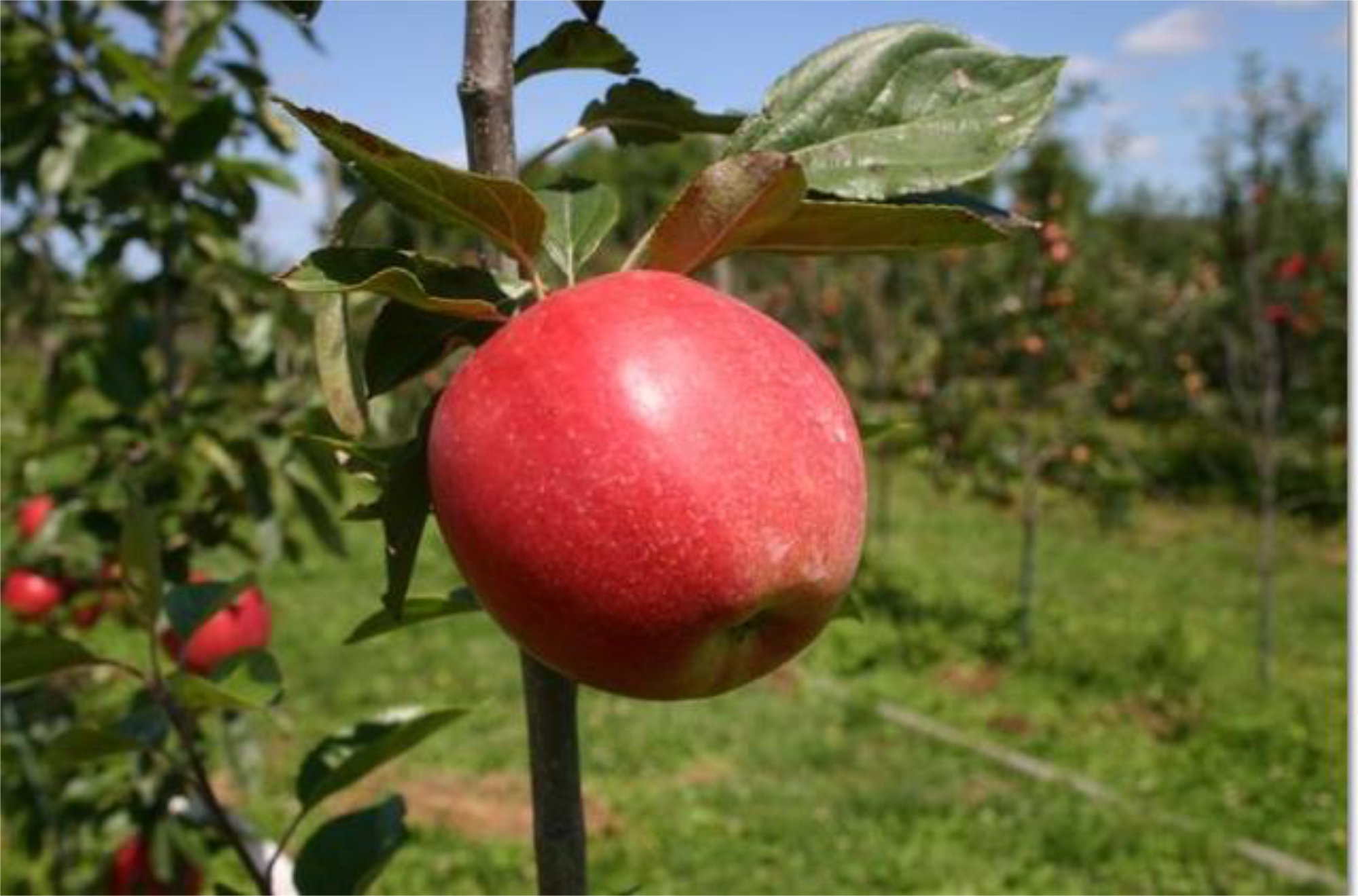 Apples — Minneiska