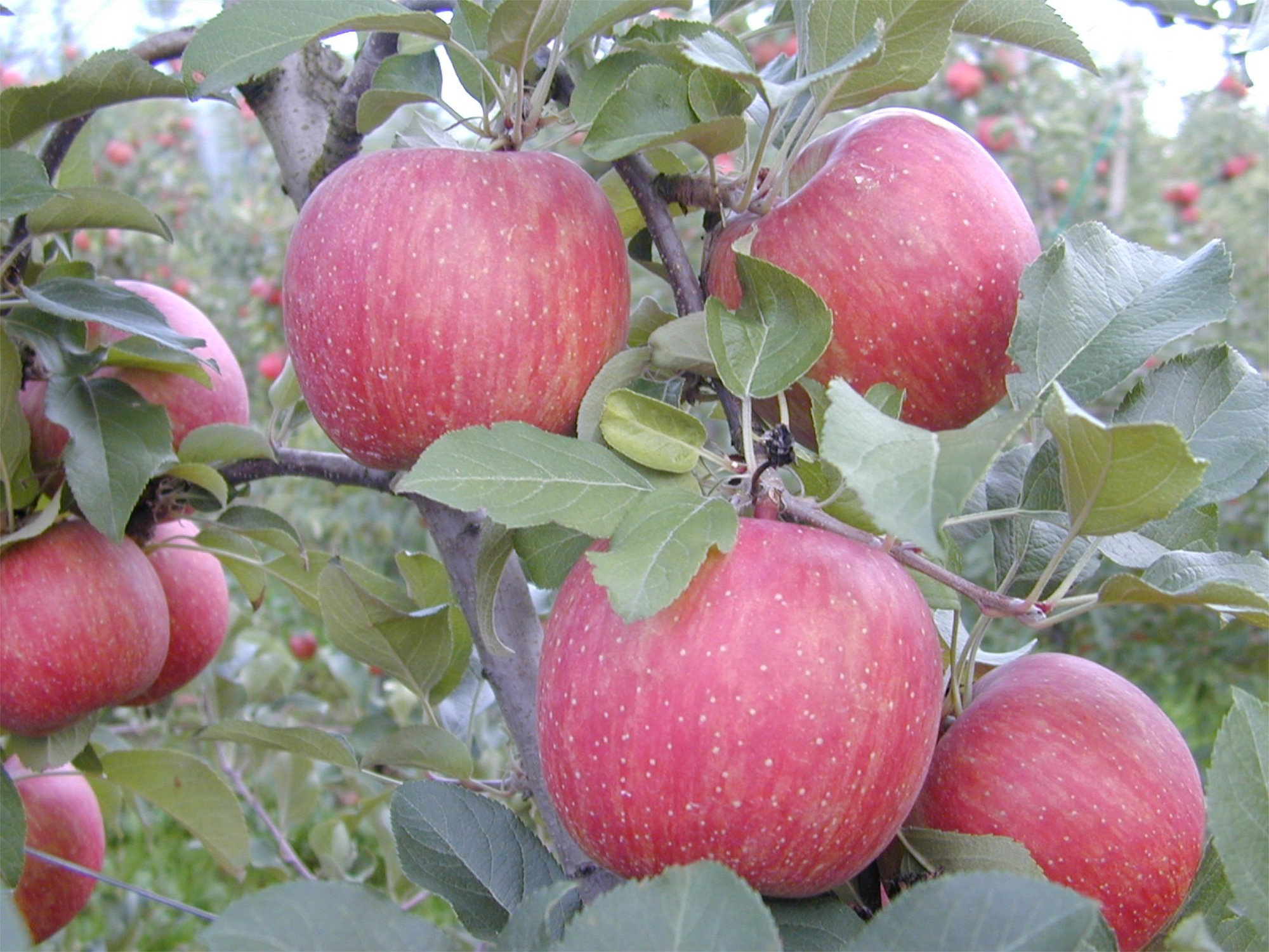 Apples — Fuji Brak