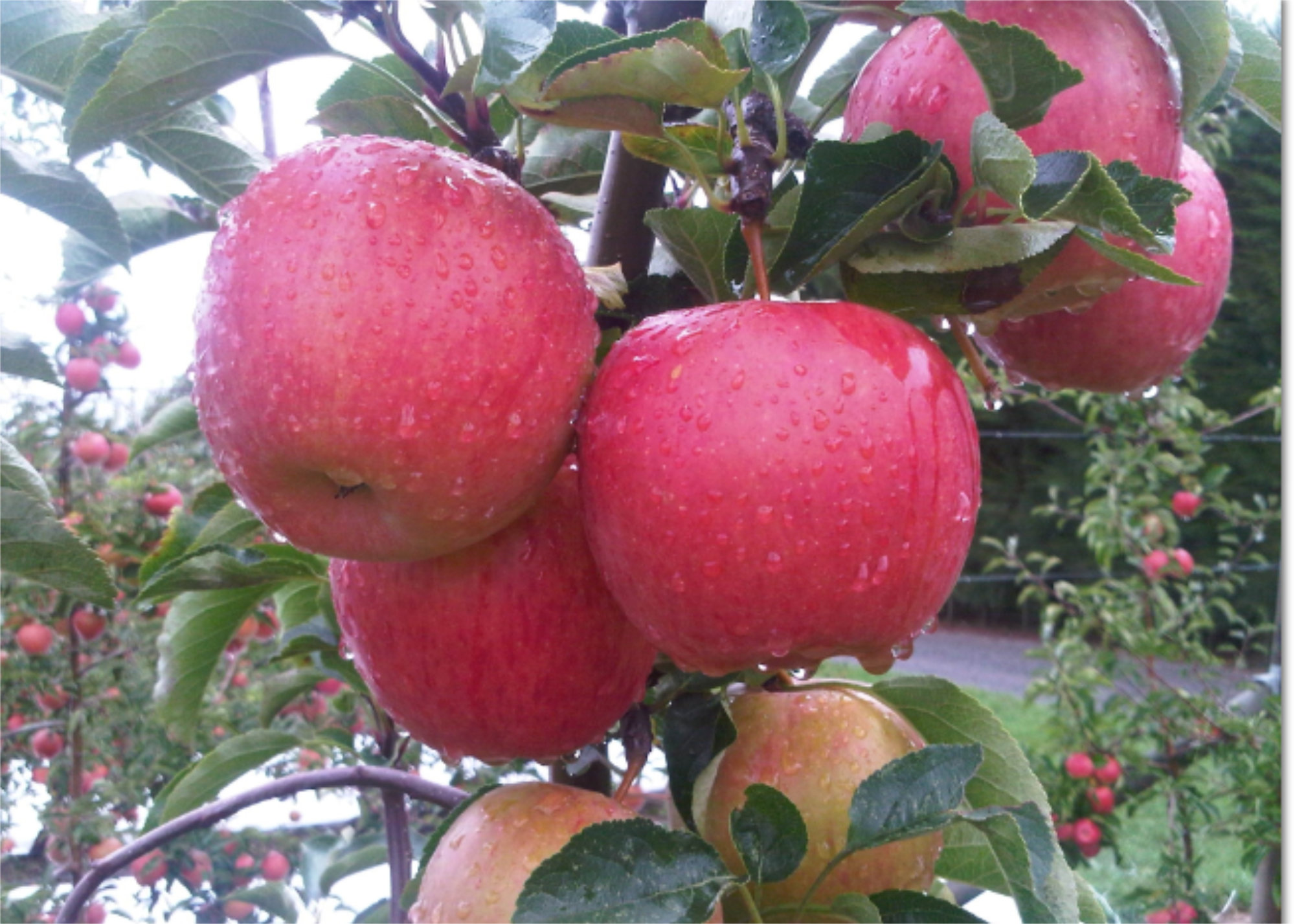 Apples — Plumac