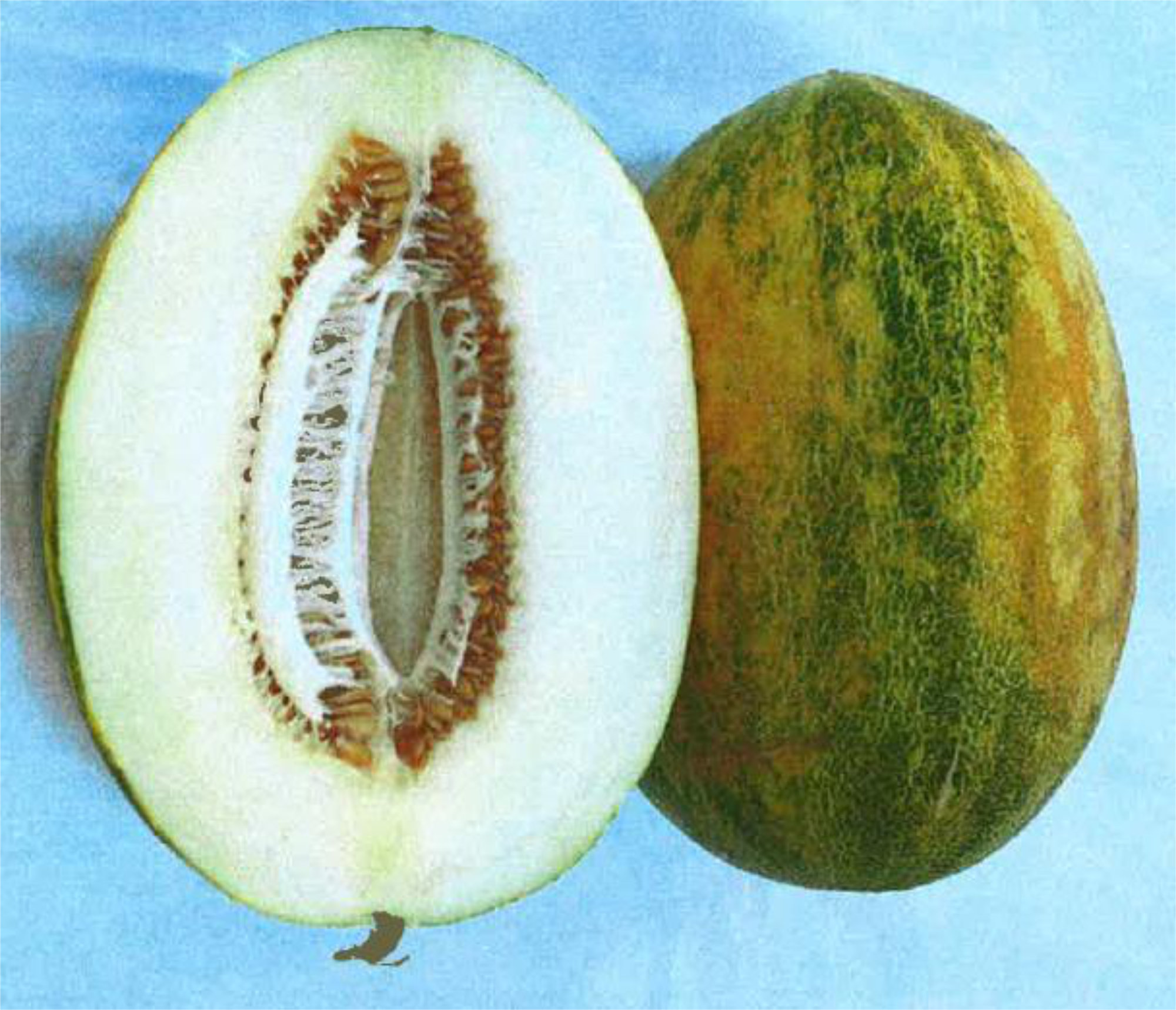 Melon — Honey Green