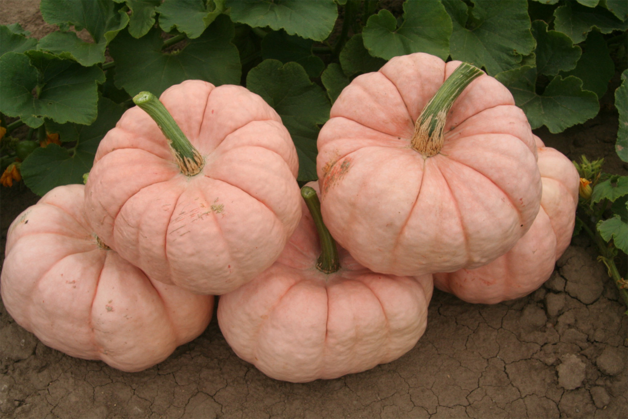 Pumpkin — Pink