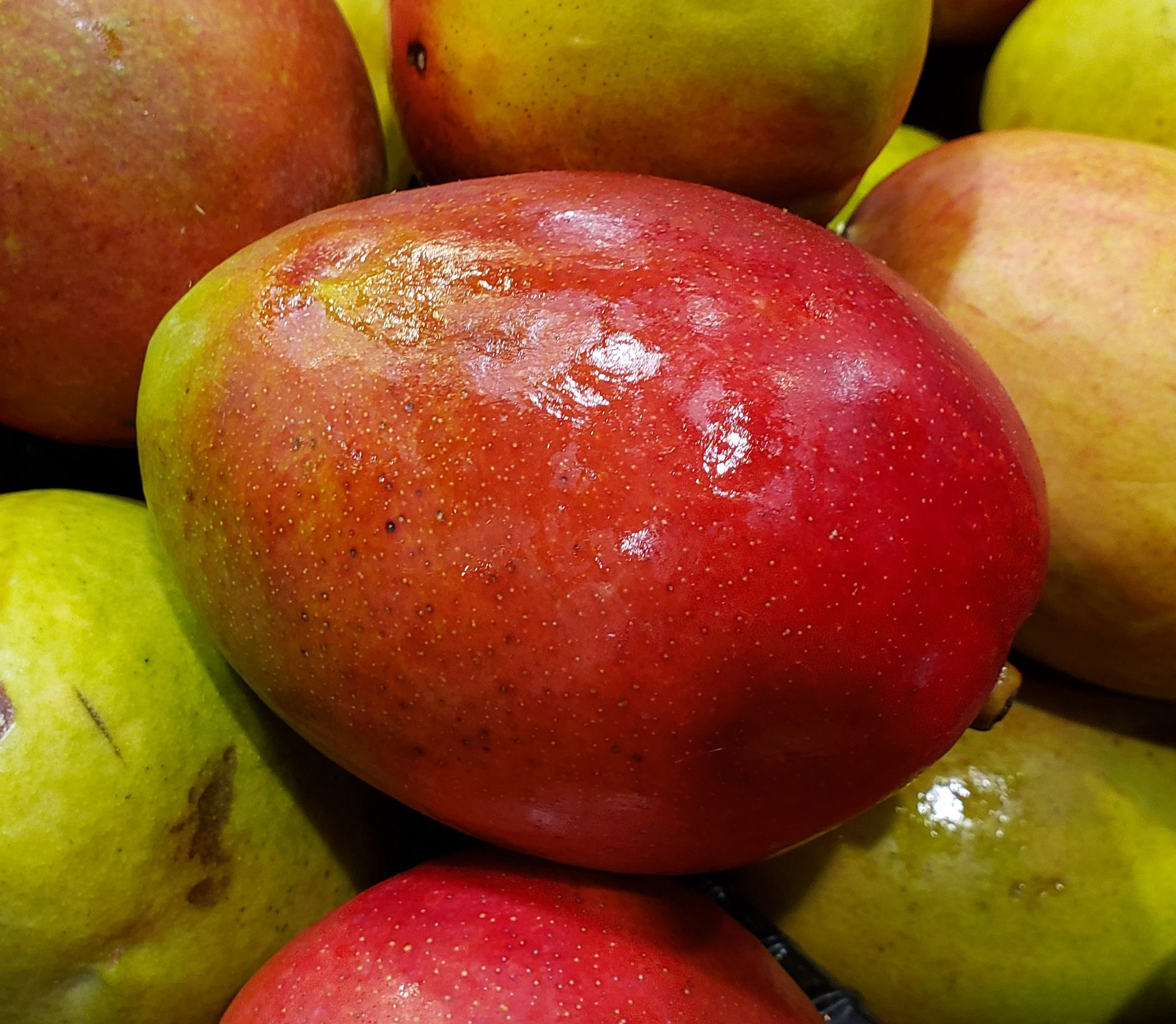 Mango — Red (Includes Tommy Atkins, Kent, Palmer, Vandyke, Edward,Hayden)