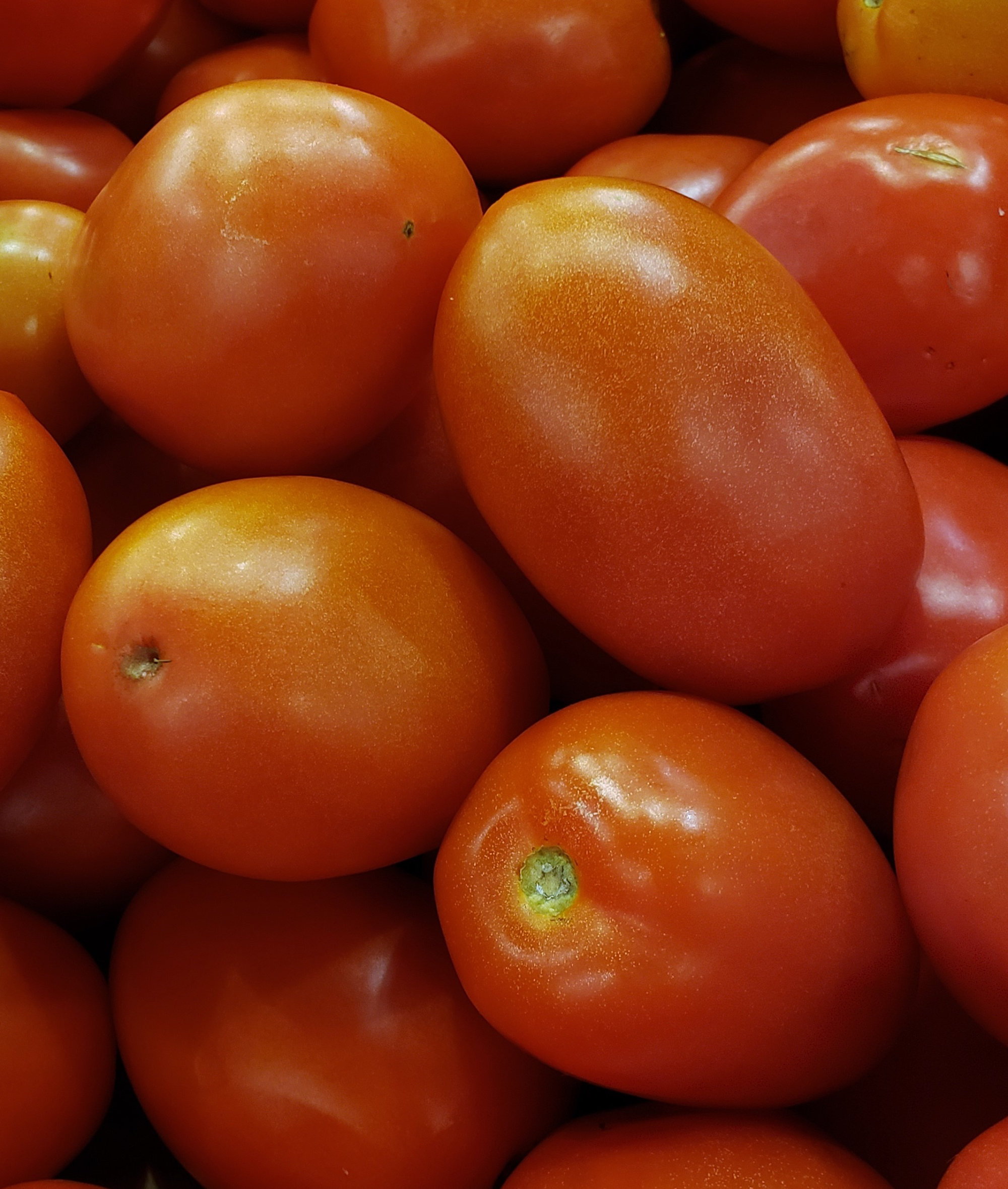 Tomatoes — Plum/Italian/Saladette/Roma - Red