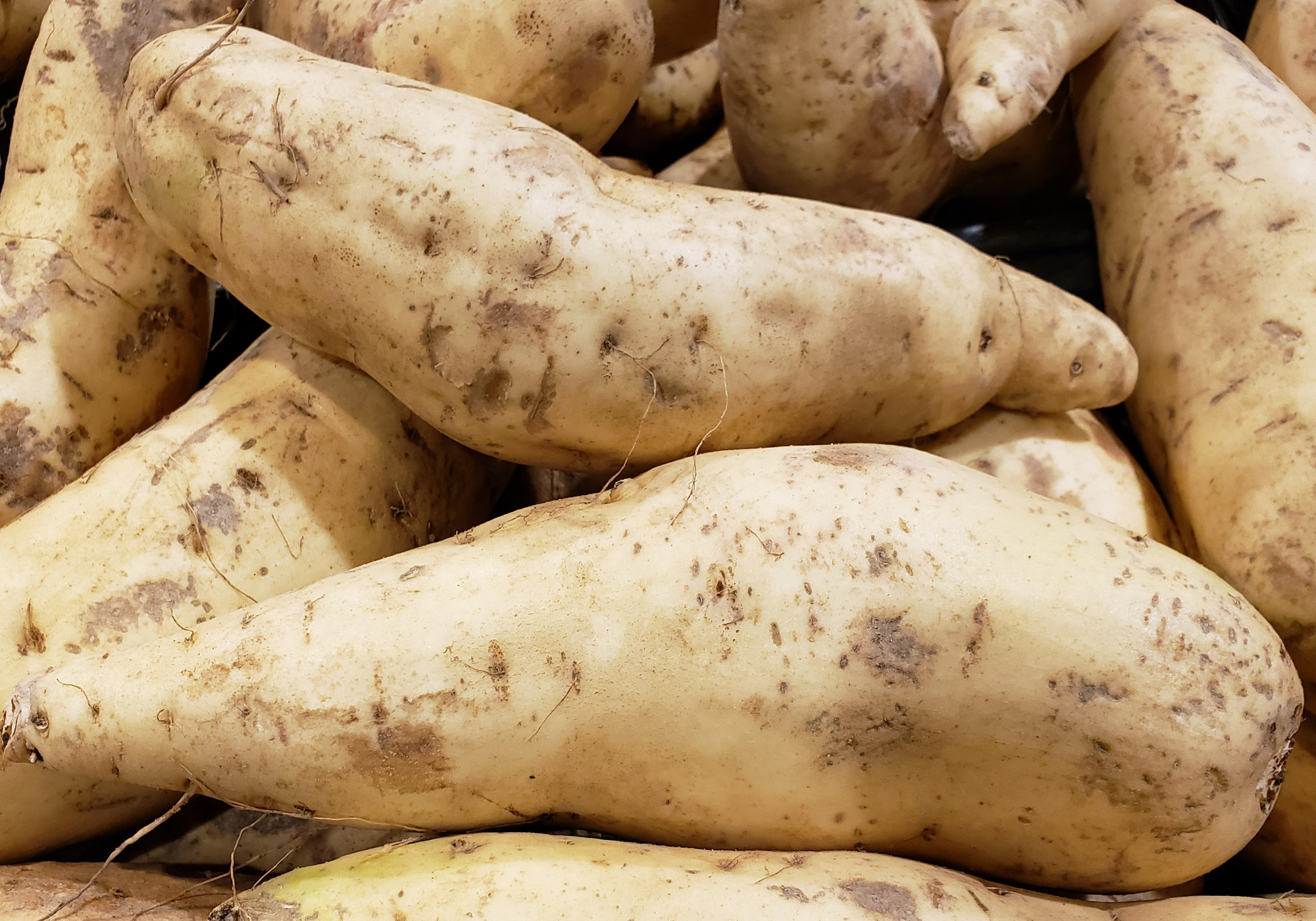 Sweet Potato/yam/kumara — White