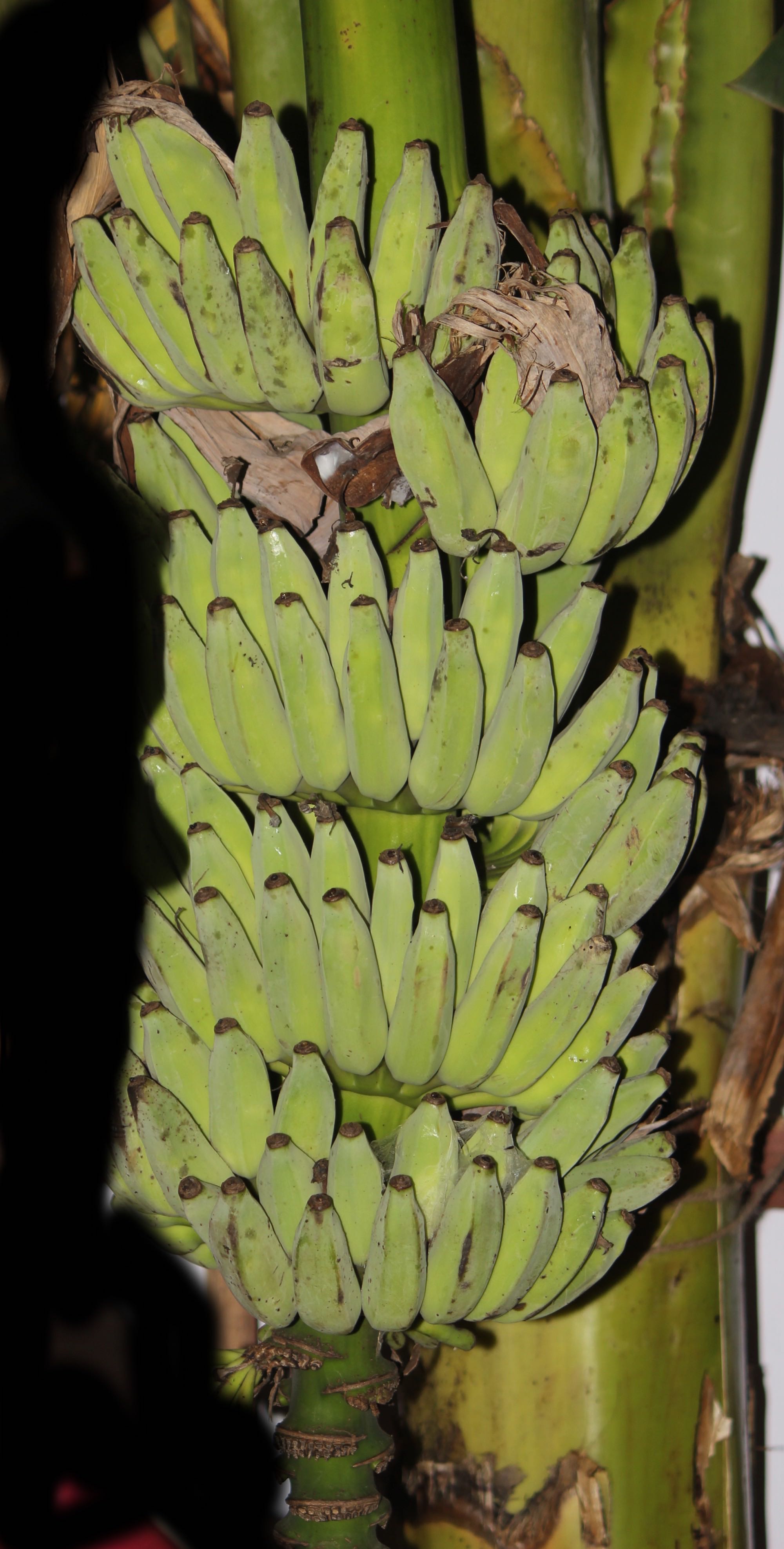 Bananas — Dominique