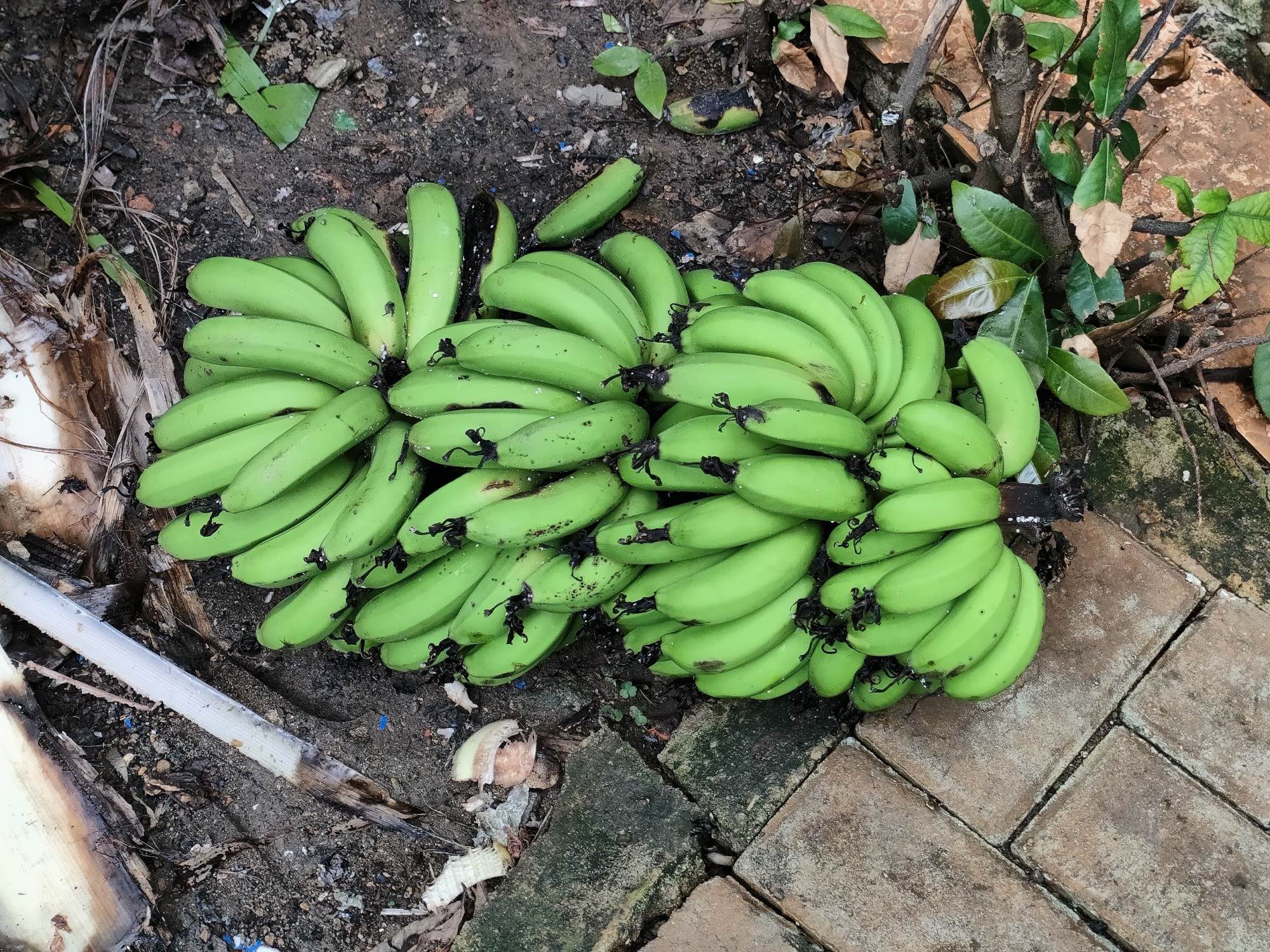 Bananas — Green