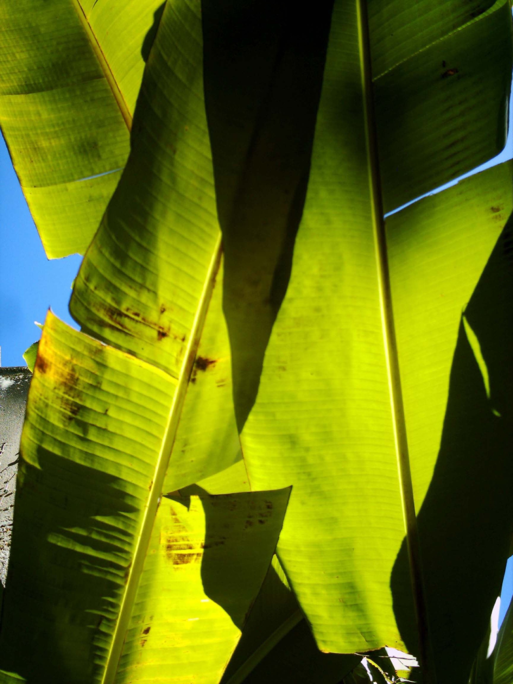 Bananas — Leaves