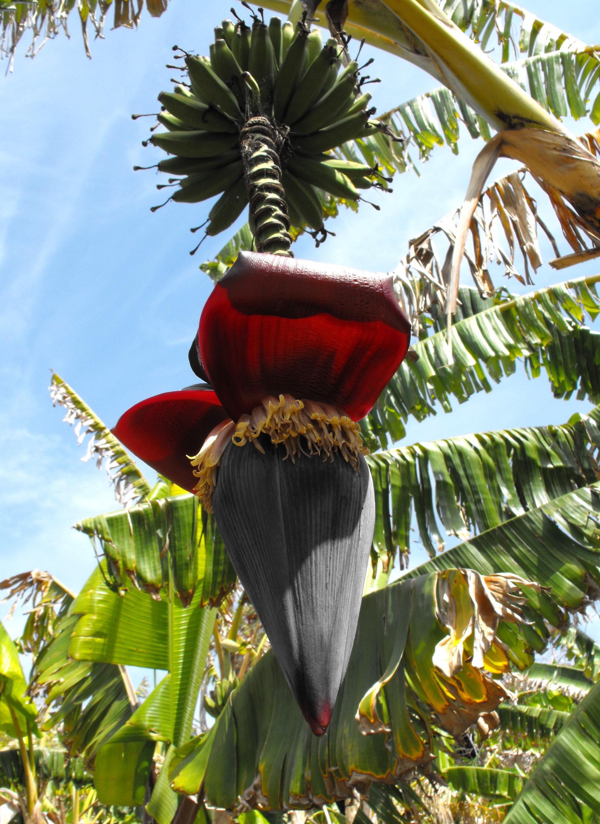 Bananas — Apple/Manzano