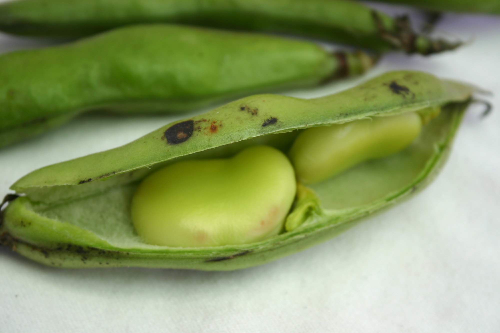 Beans — Fava/Broad