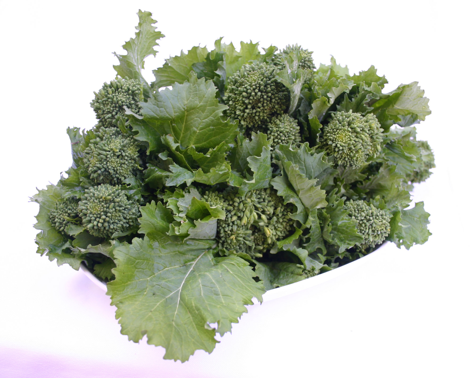 Broccoli — Broccoli Rabe (Italian Rapini)/ Chinese Broccoli (GAI LAN)