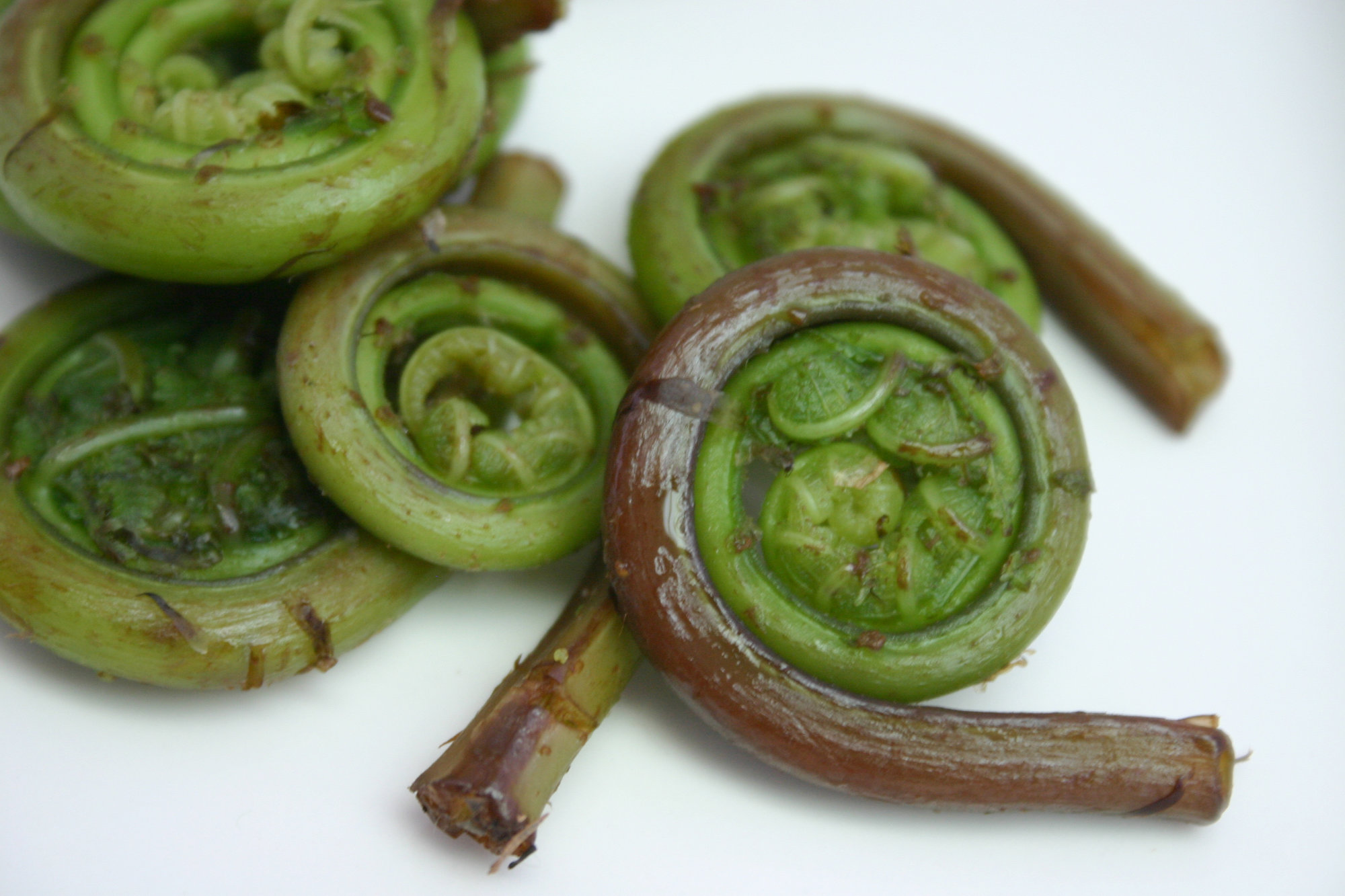Fiddlehead Ferns