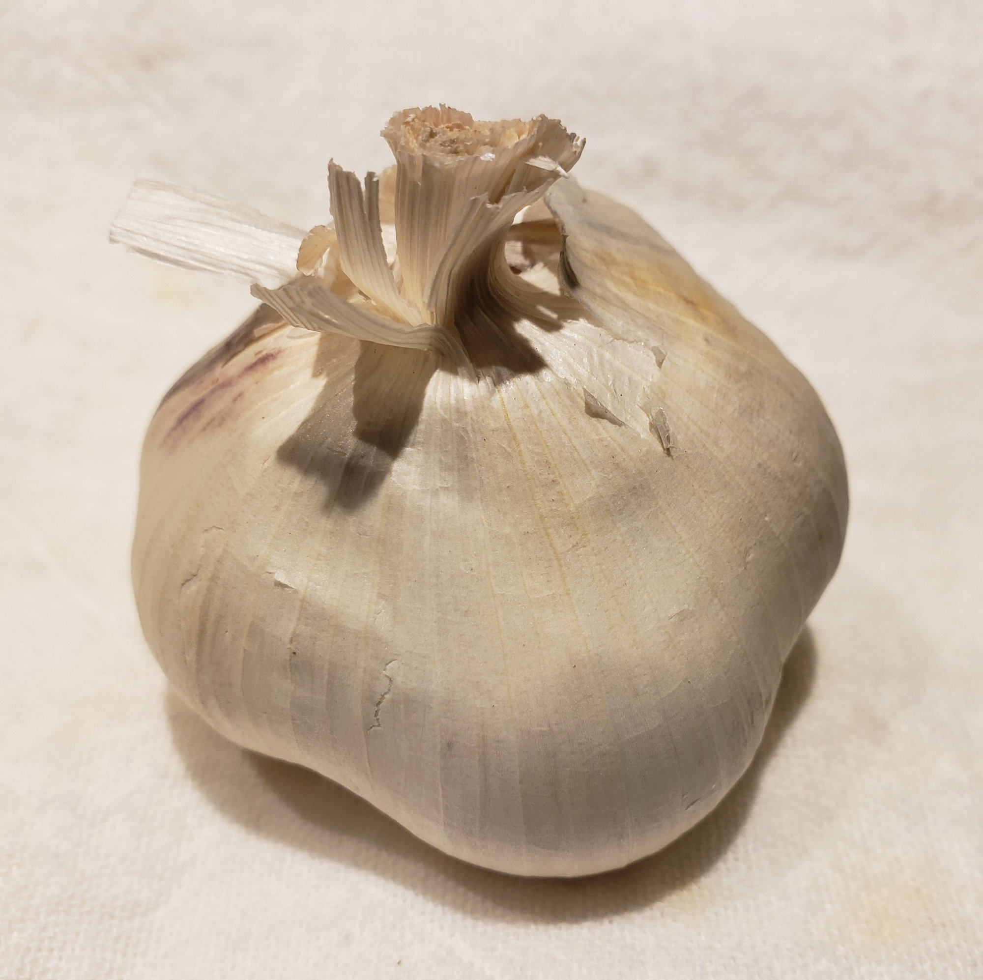 Garlic — Regular