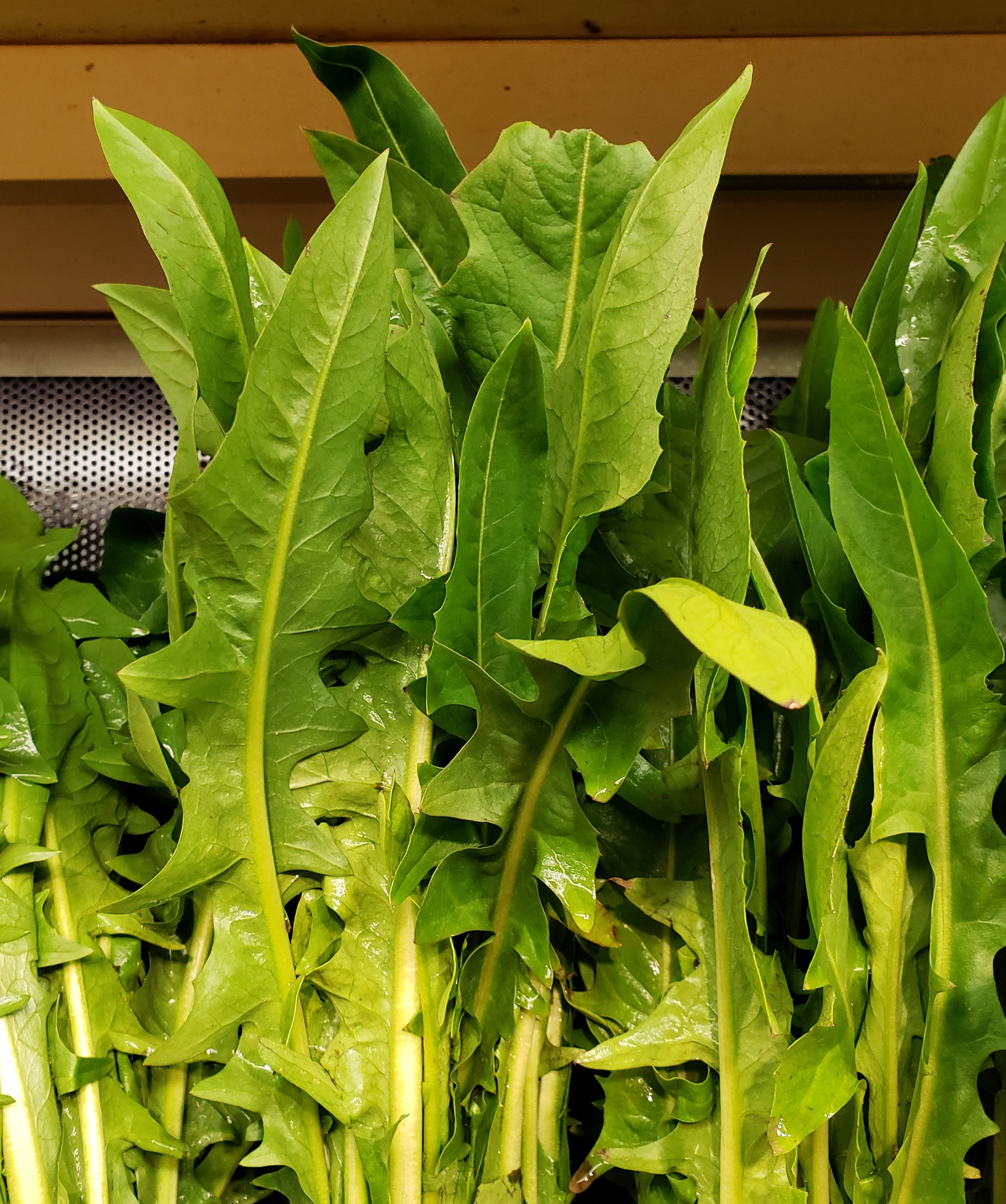 Greens — Dandelion